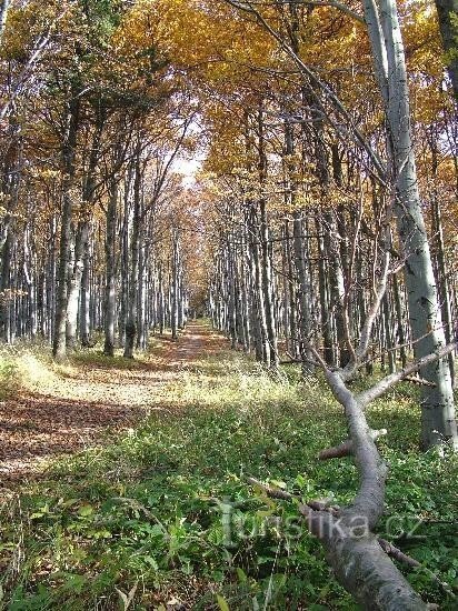 Route forestière