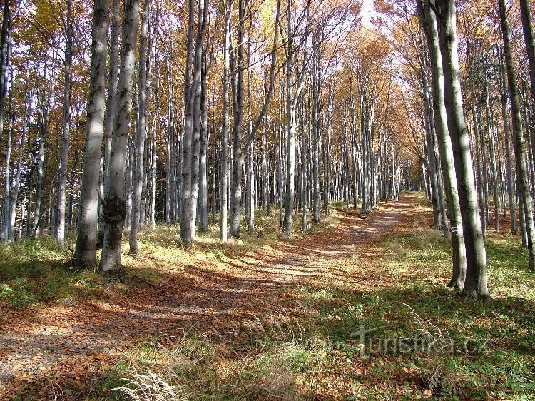 Route forestière