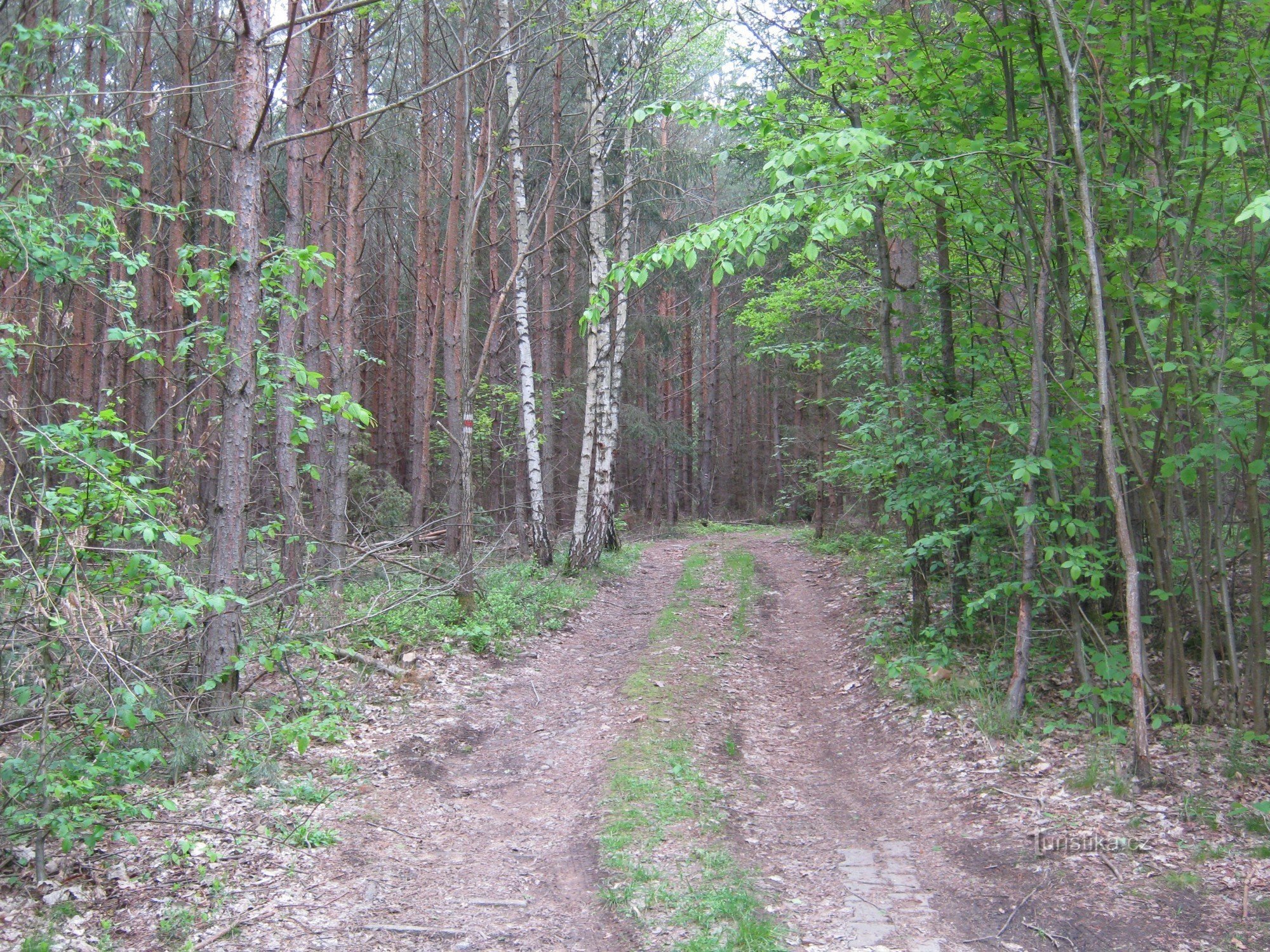 Estrada Florestal