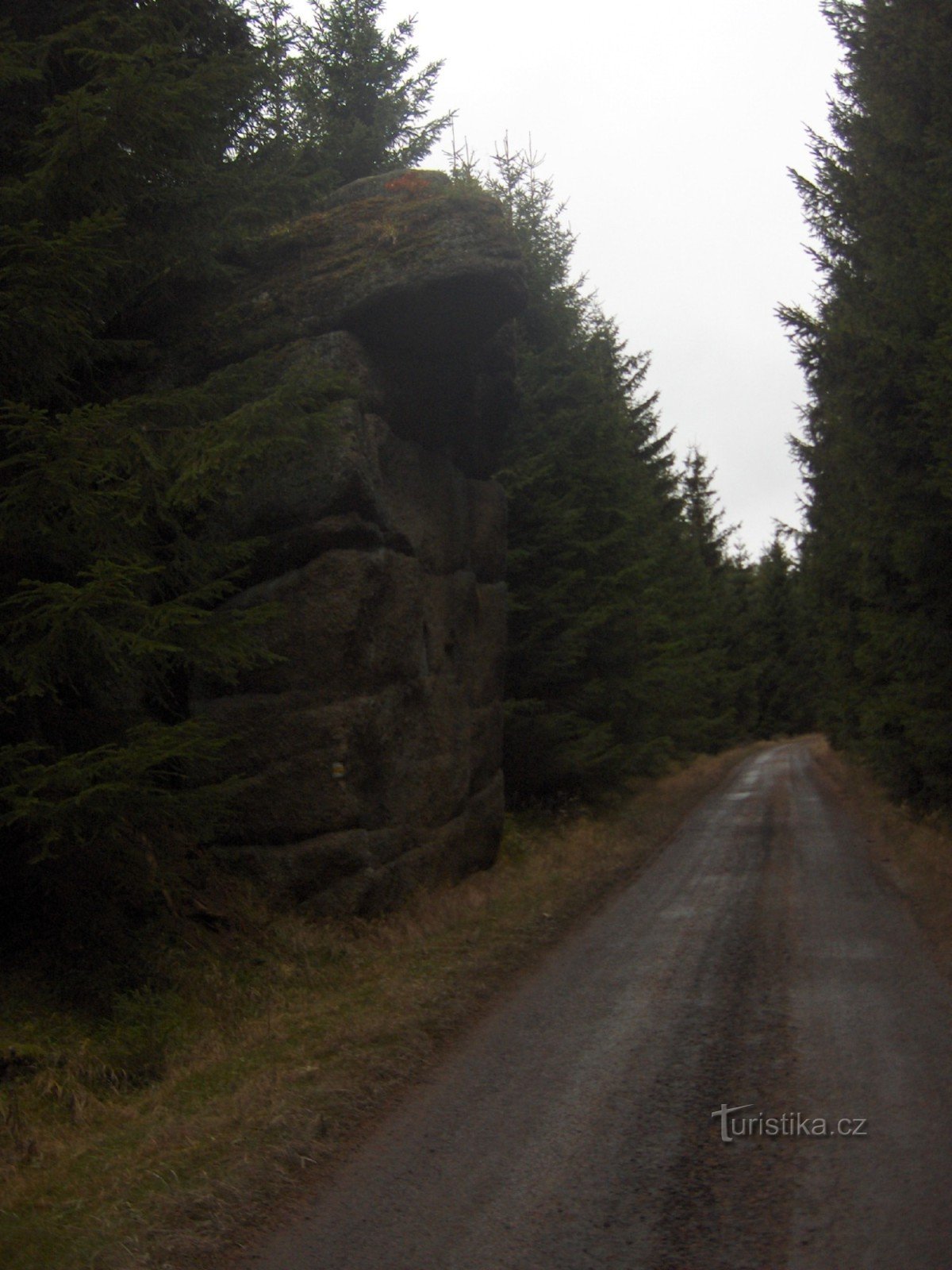 Strada forestale