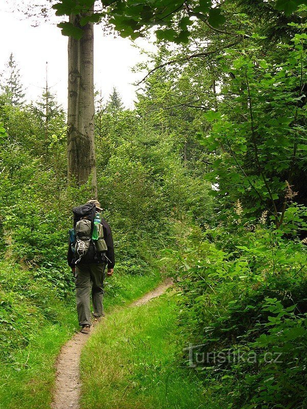 Route forestière