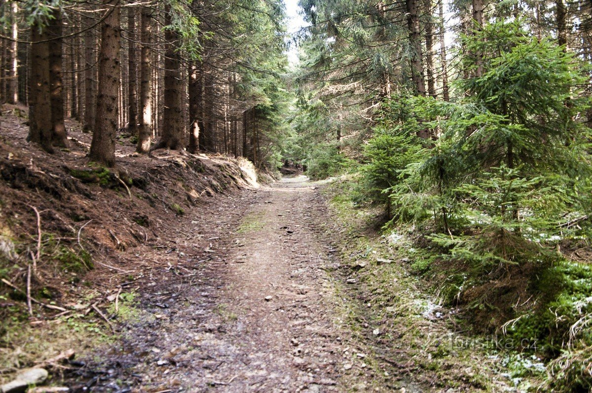Route forestière