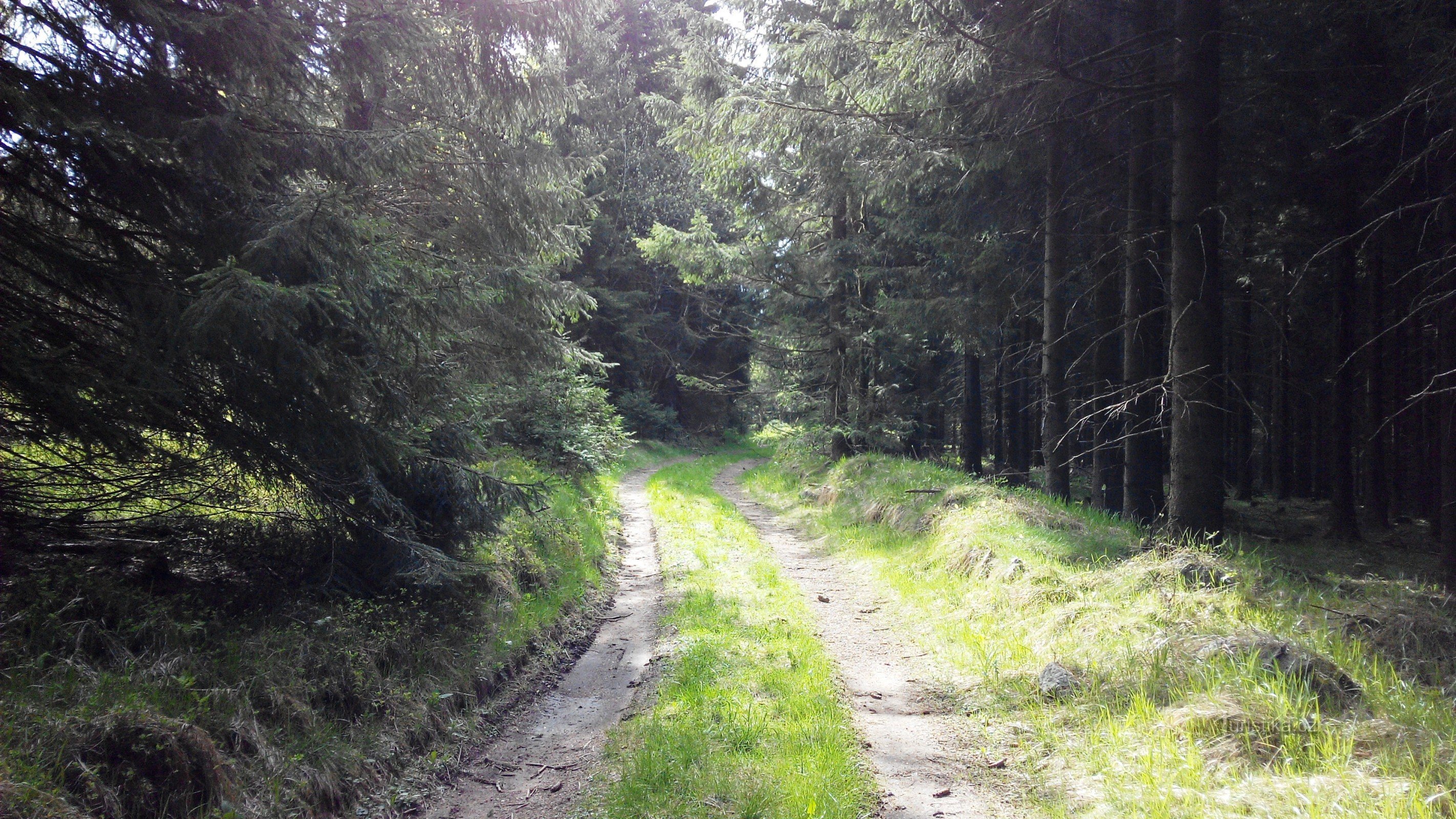 Gozdna cesta