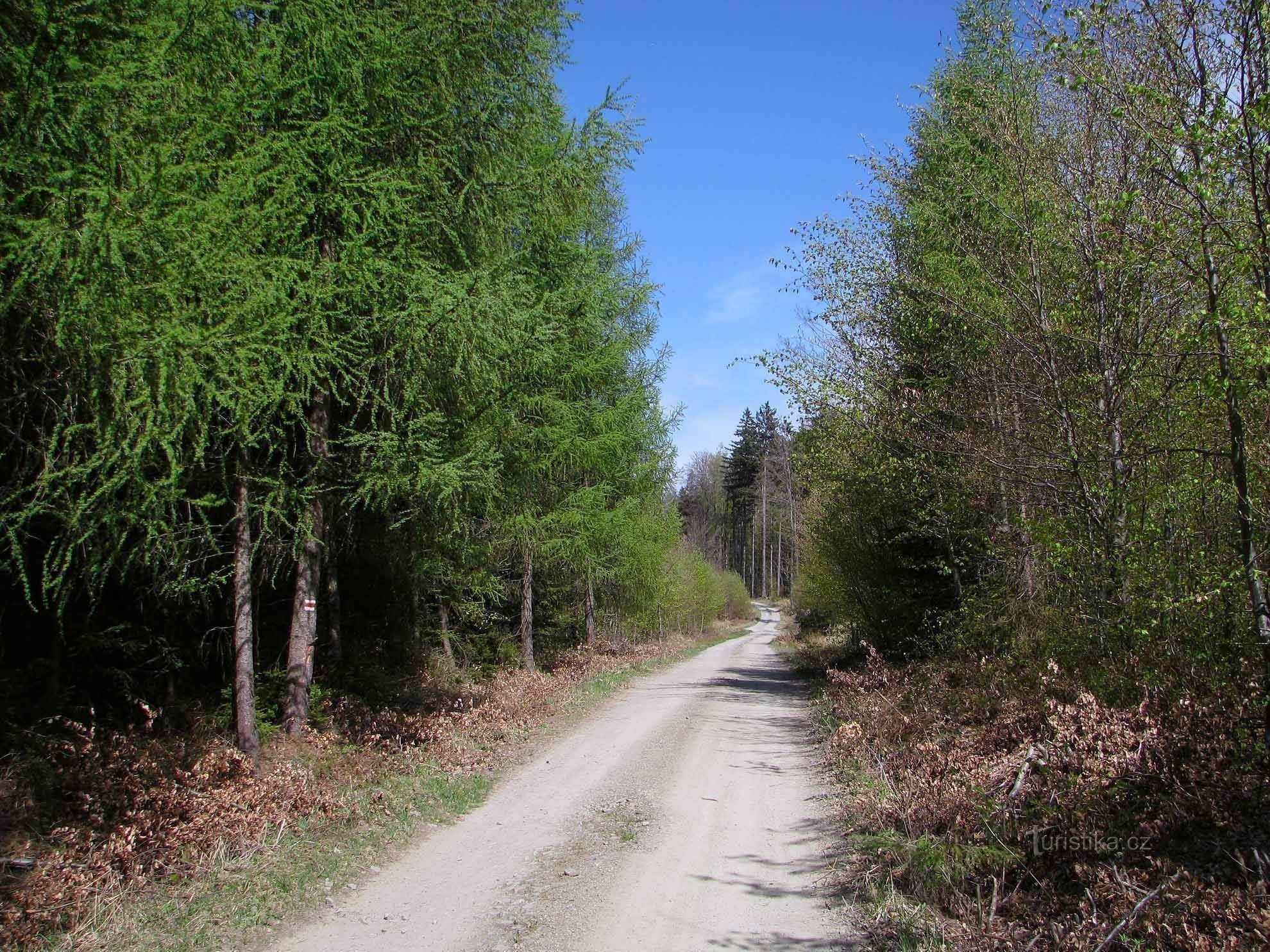 Sentiero forestale Hoštejn - Strážná 1