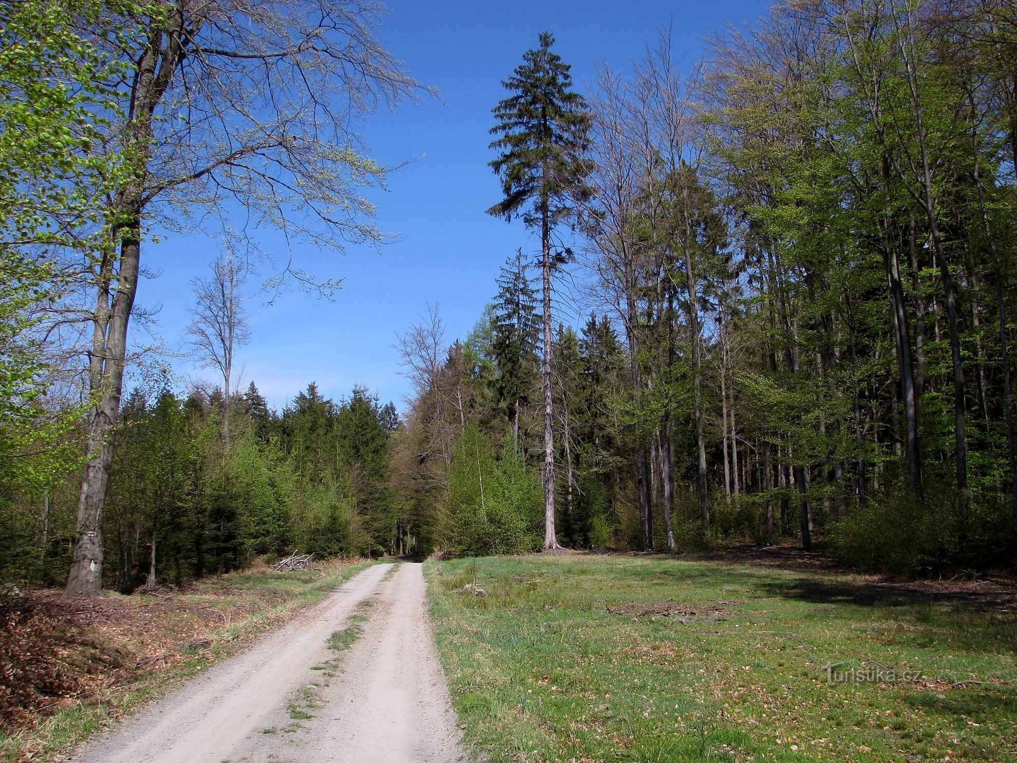 Caminho florestal Hoštejn - Strážná 2
