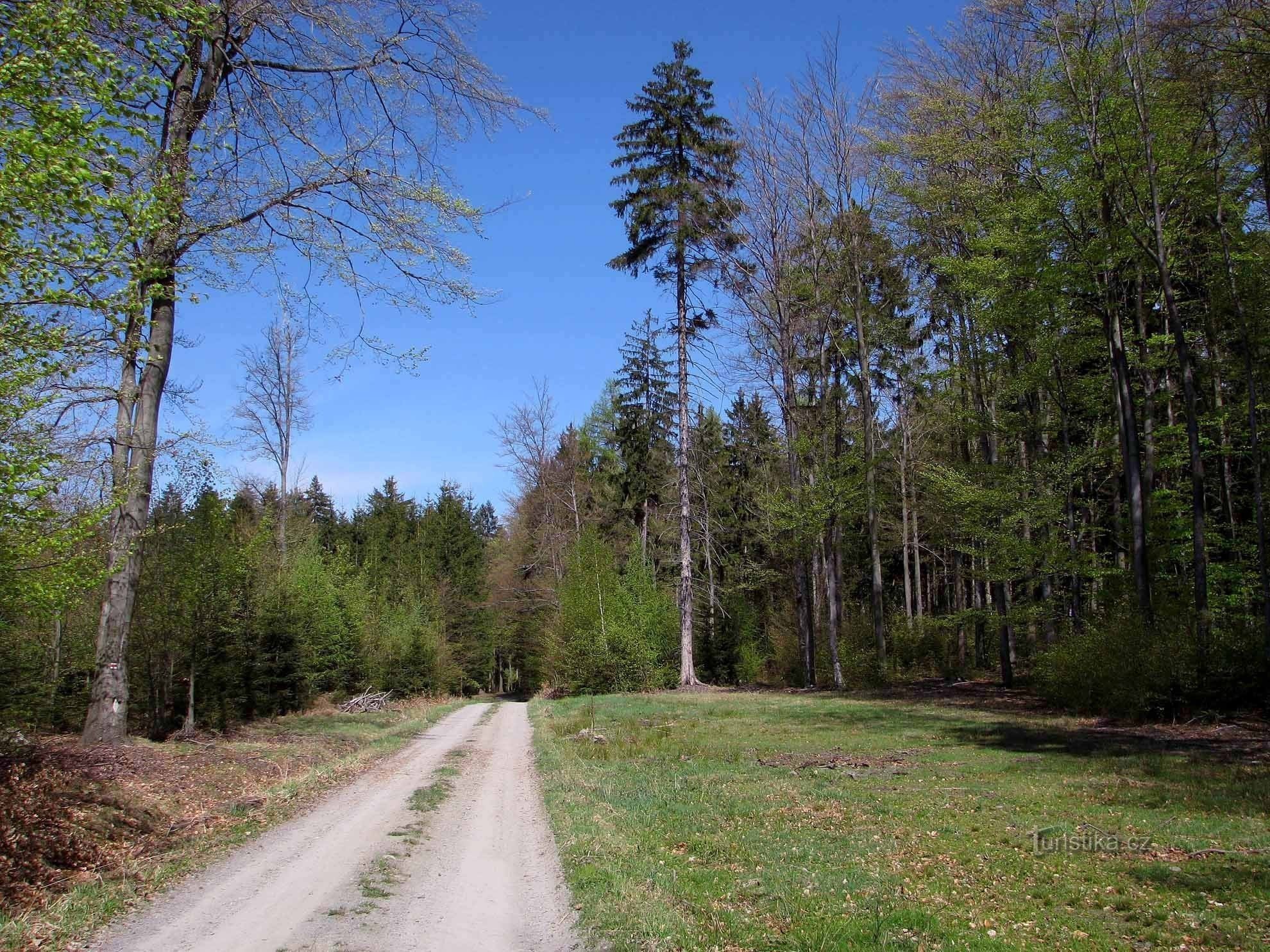 Sentiero forestale Hoštejn - Strážná 2