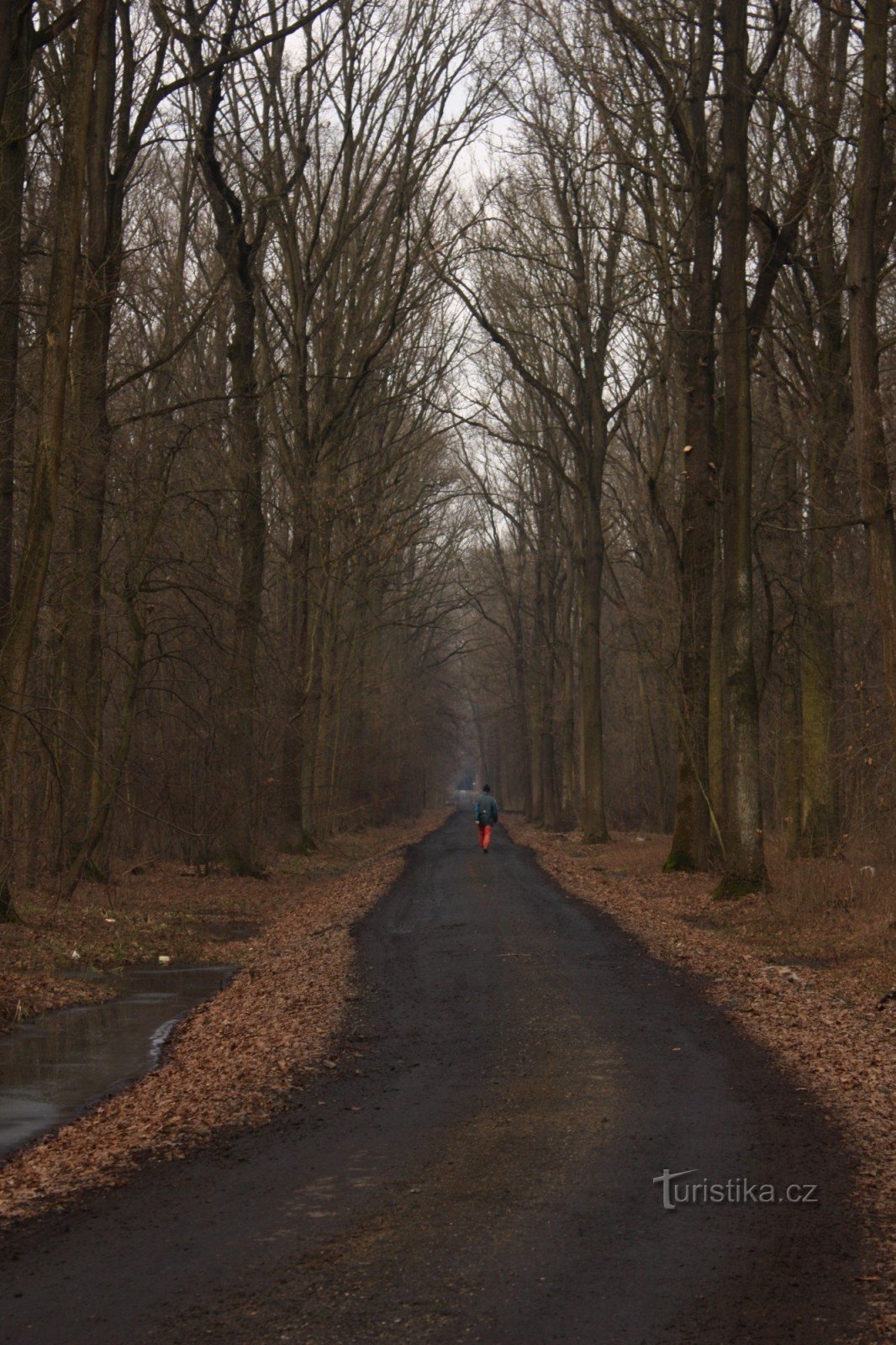 Waldweg zwischen Kojetín und Chropyní