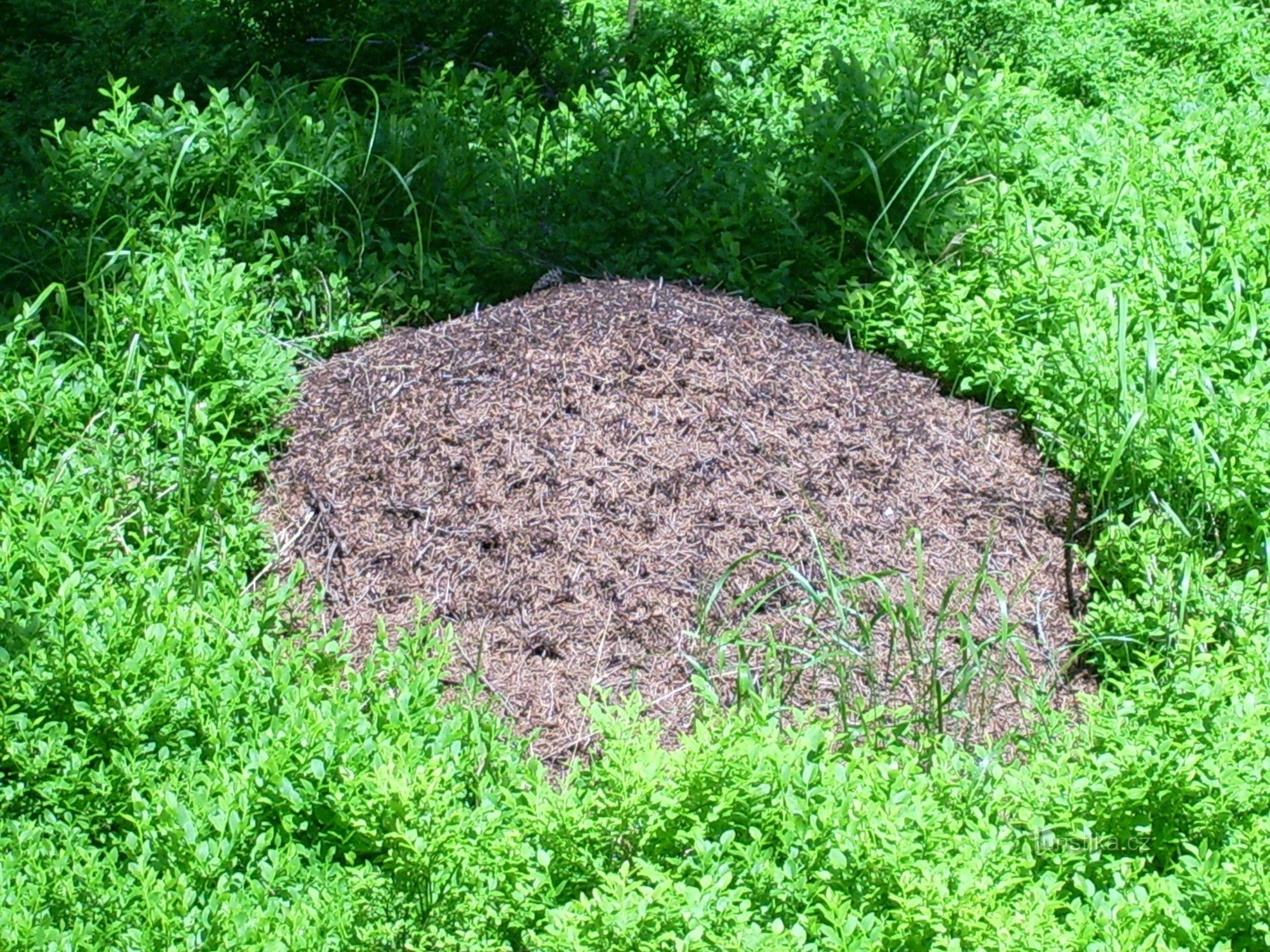 camino forestal - hormigas