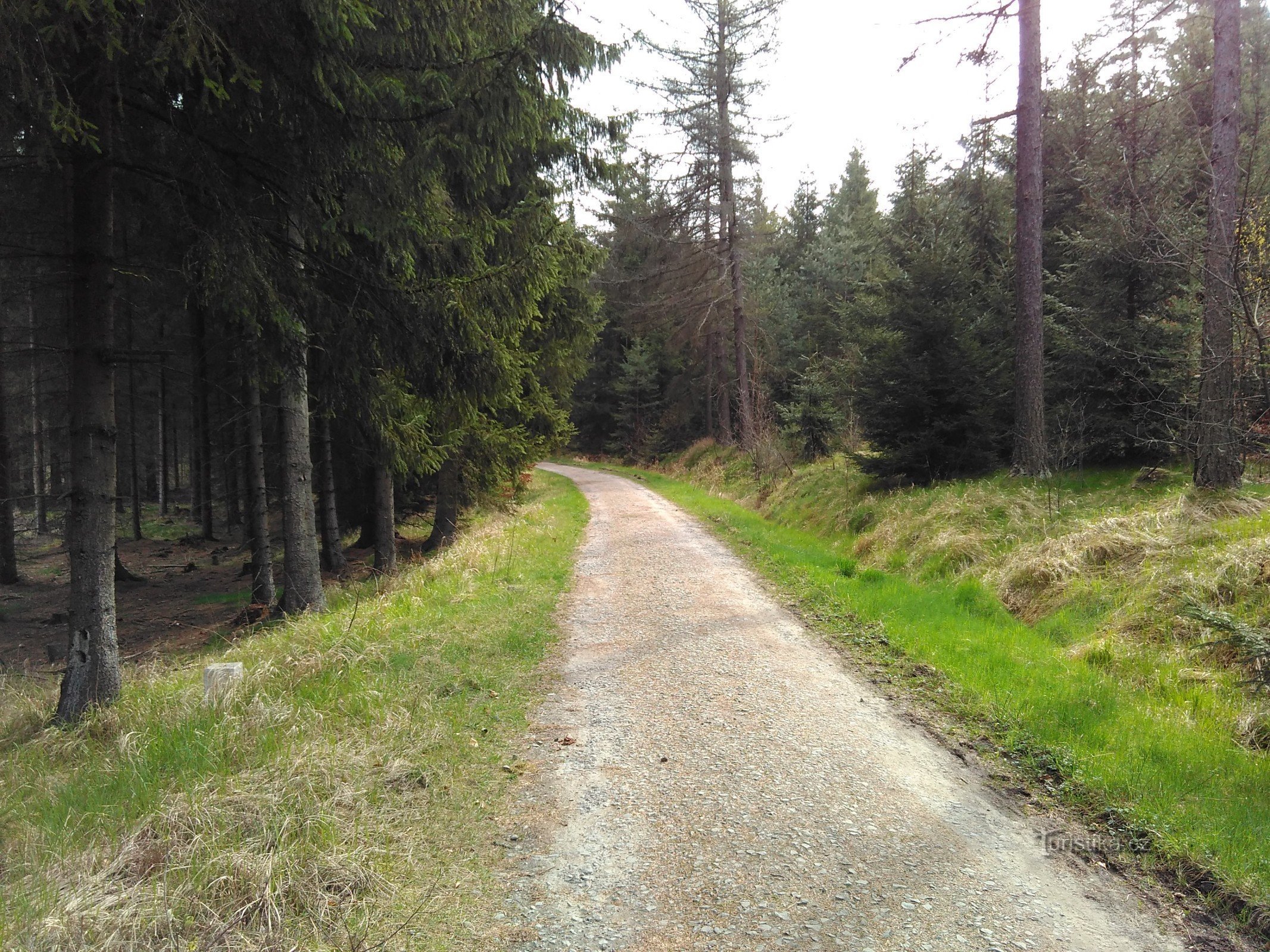 Forststraße auf der deutschen Seite der Grenze