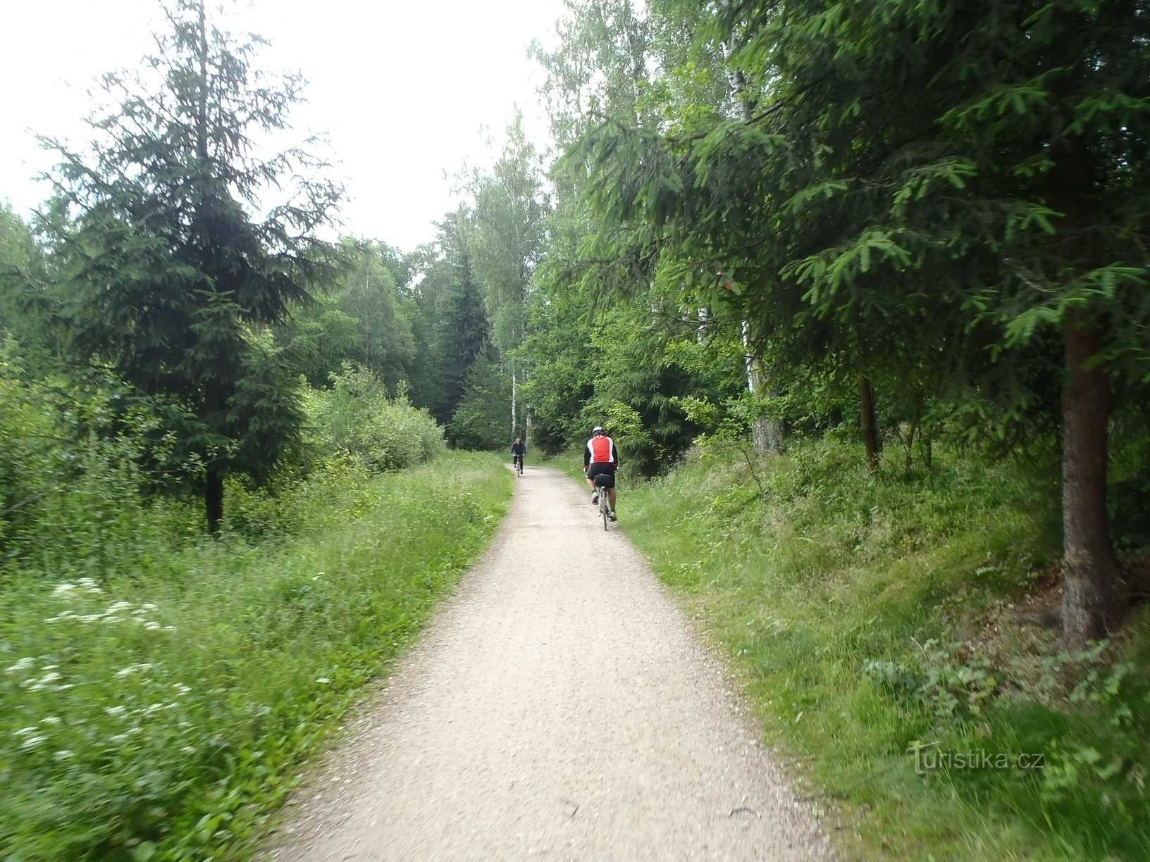 Sentiero nel bosco da Stříbrné rybník al crocevia di U Svinar - 17.6.2012