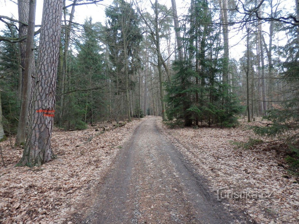 A forest path along which the educational trail leads