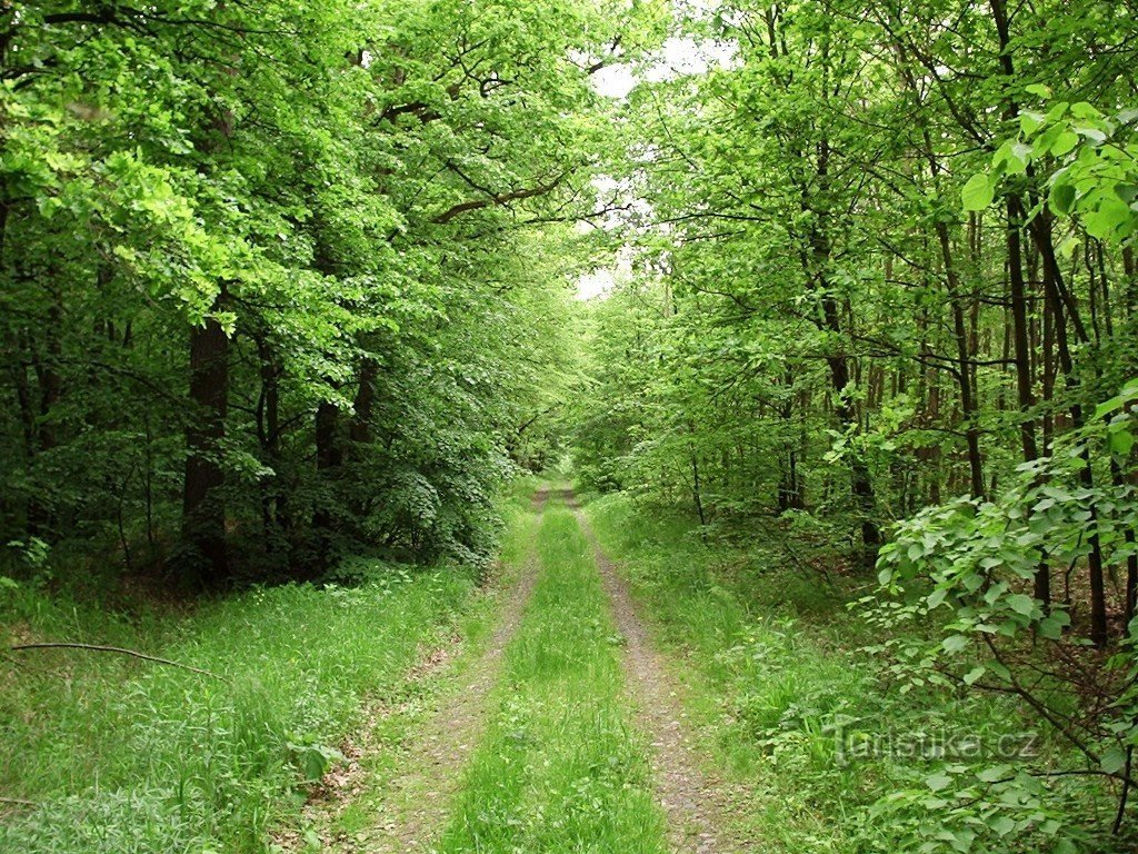 Gozdna pot skozi hrastov gozd zgodaj spomladi...