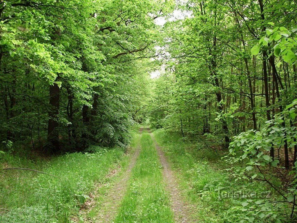 Un camino forestal que atraviesa un bosque de robles a principios de la primavera...