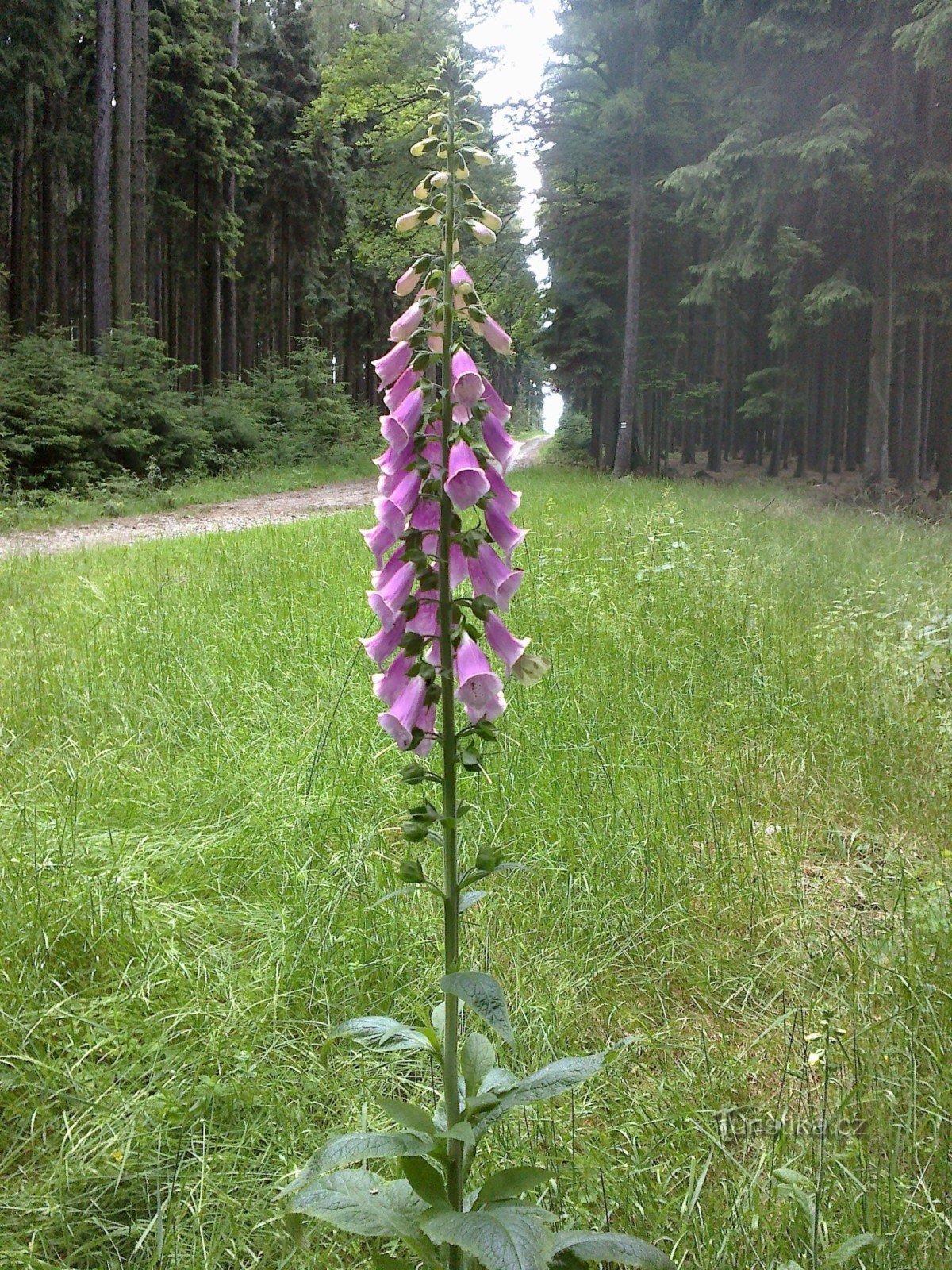 Waldweg bei Plačkov