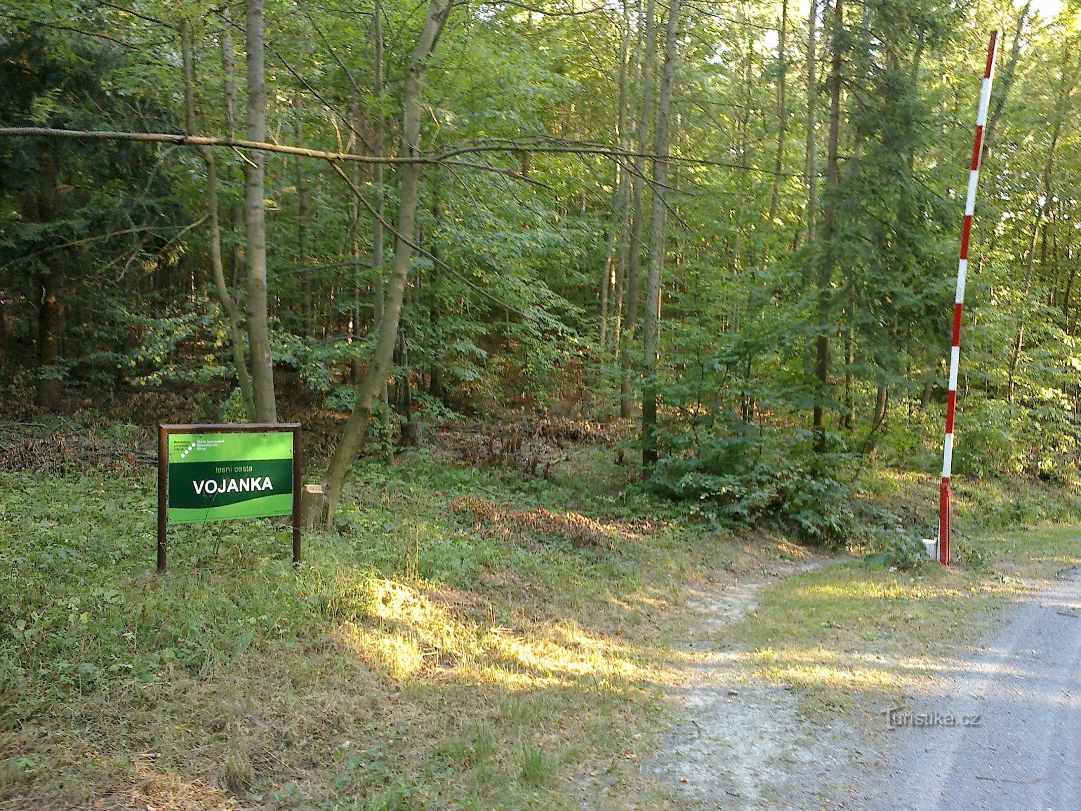 Estrada da floresta Vojanka