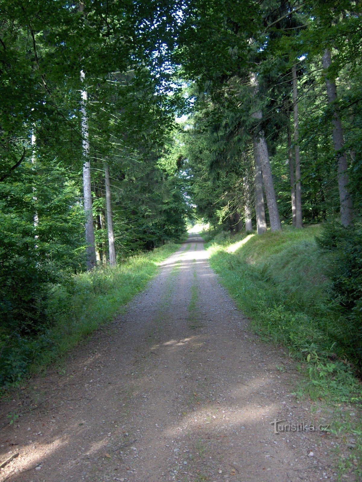 Forststraße hinter dem Grenzübergang
