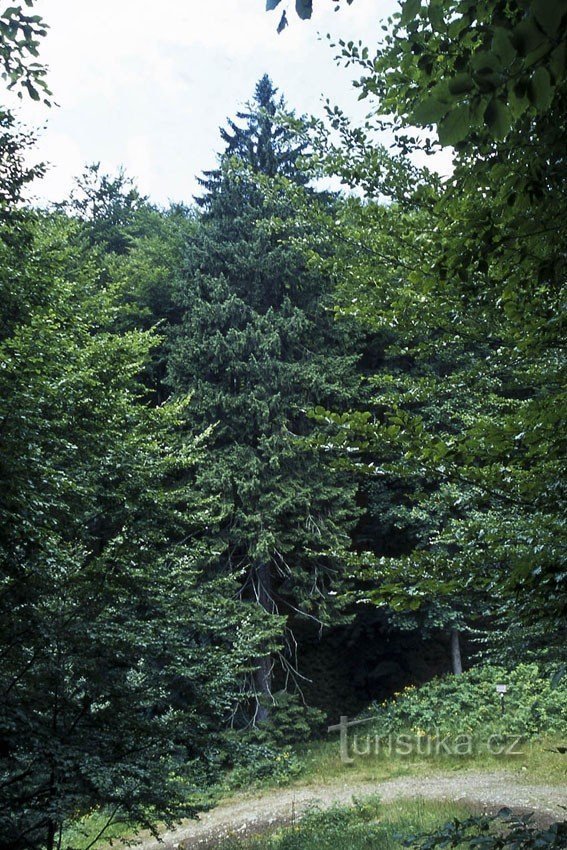 Sendero ecológico del bosque de Švagrov
