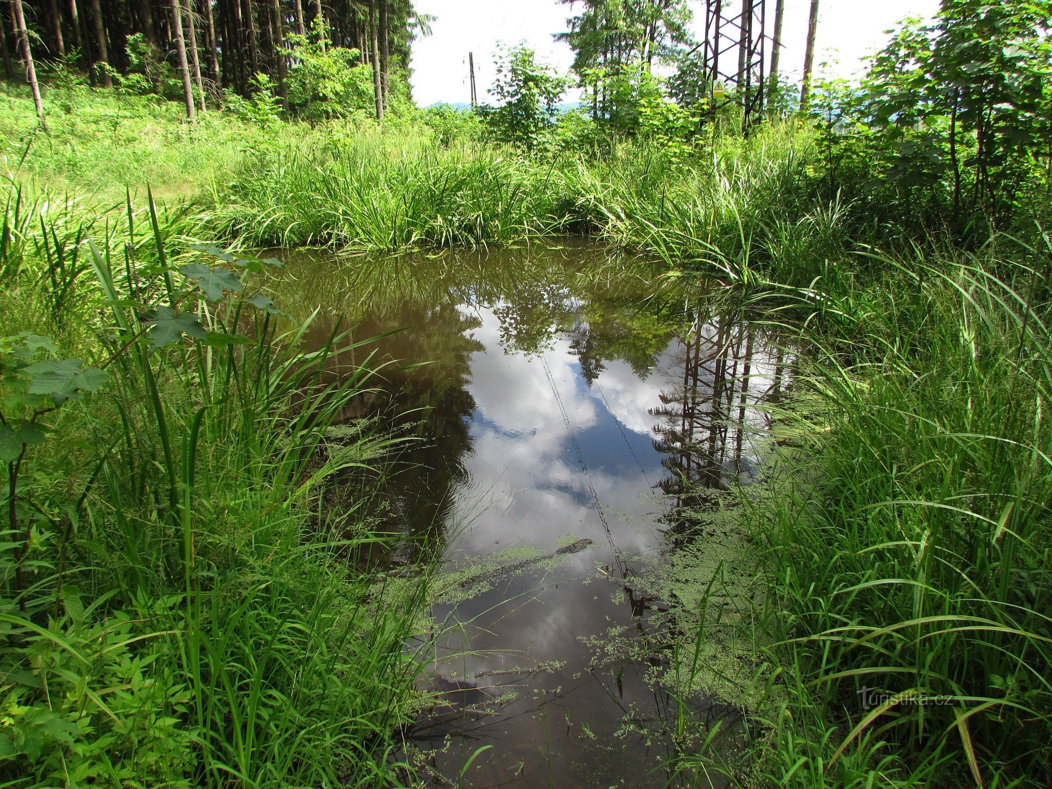 Lago del bosque debajo de Klenov