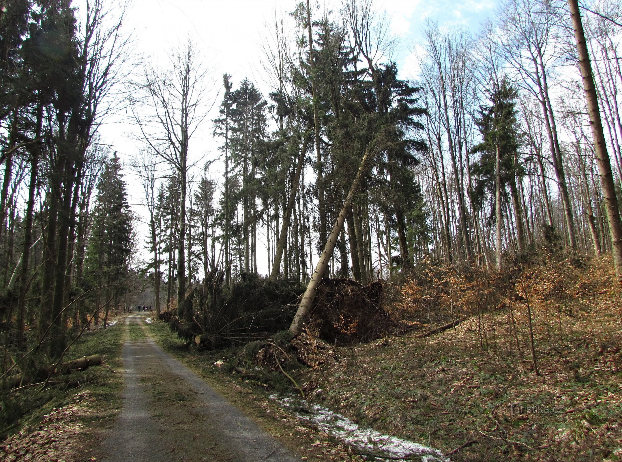 calamidad forestal en Rabštejna