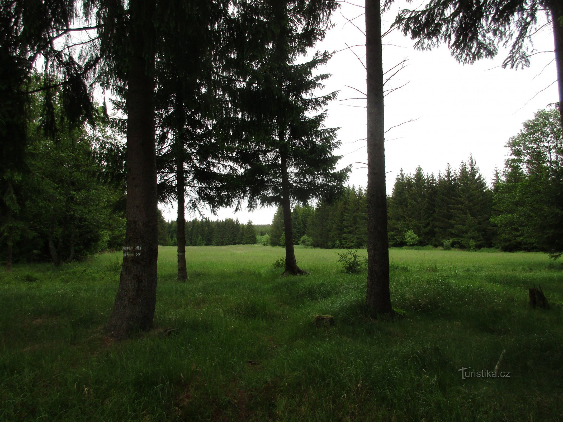 forest meadow opposite the shed