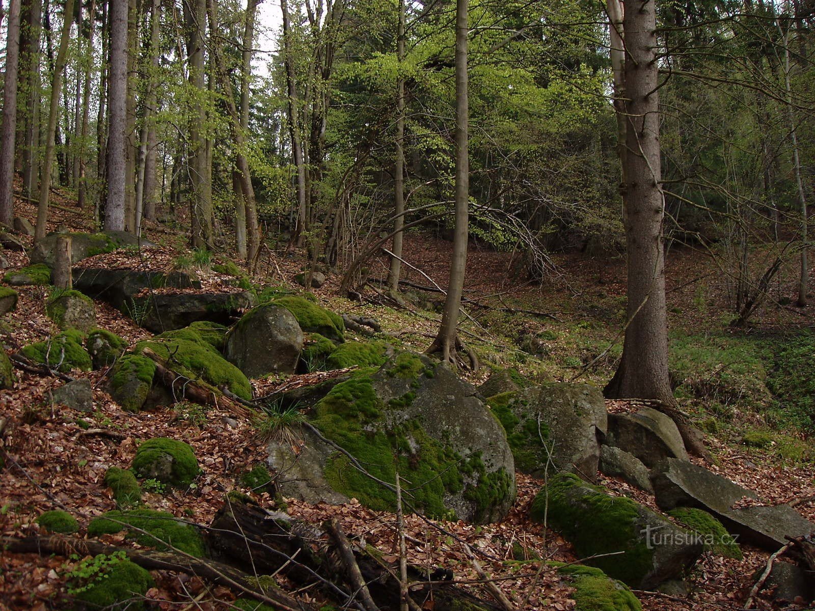 partie forestière dans les monts Kaffa