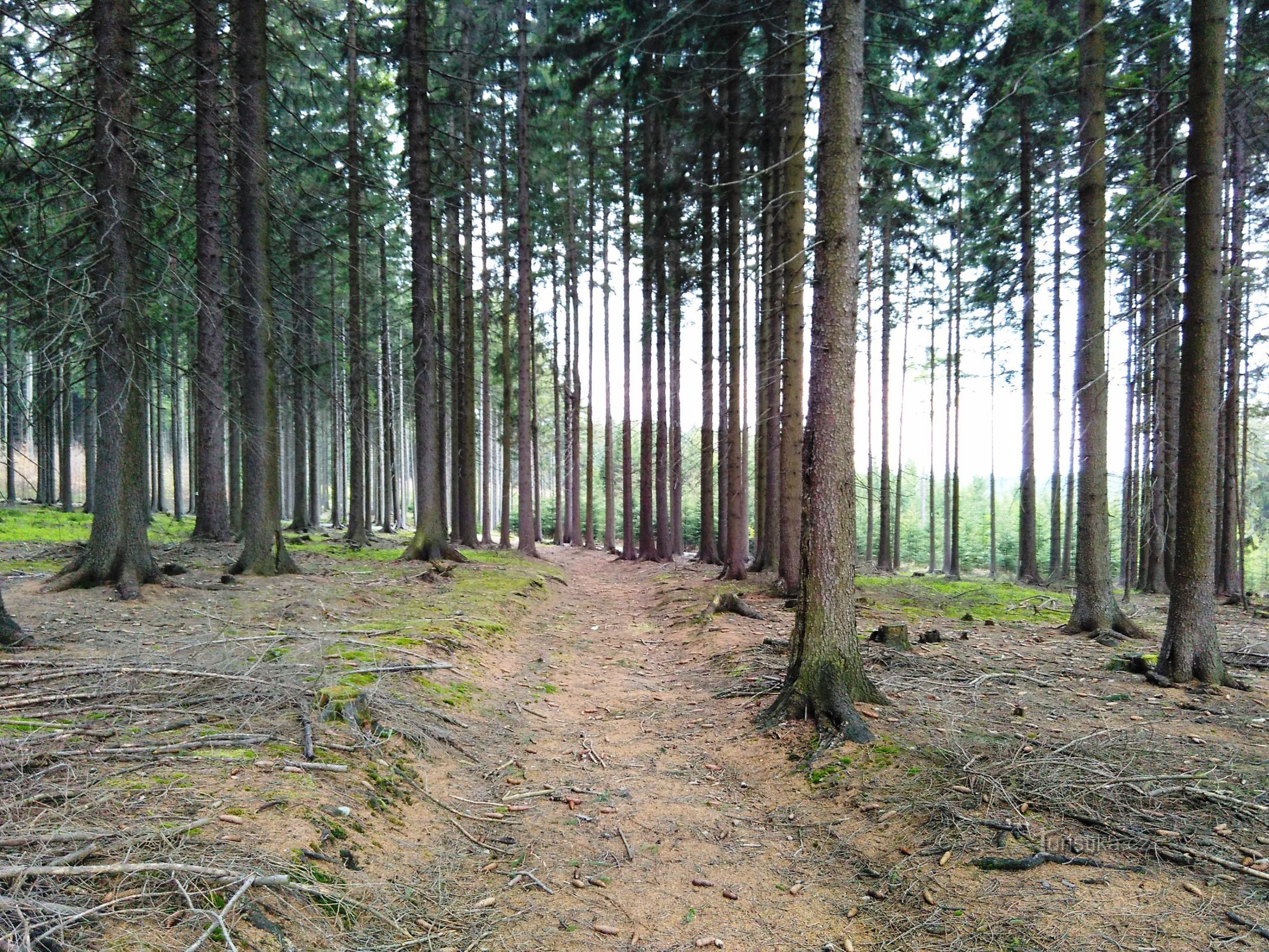 Waldweg