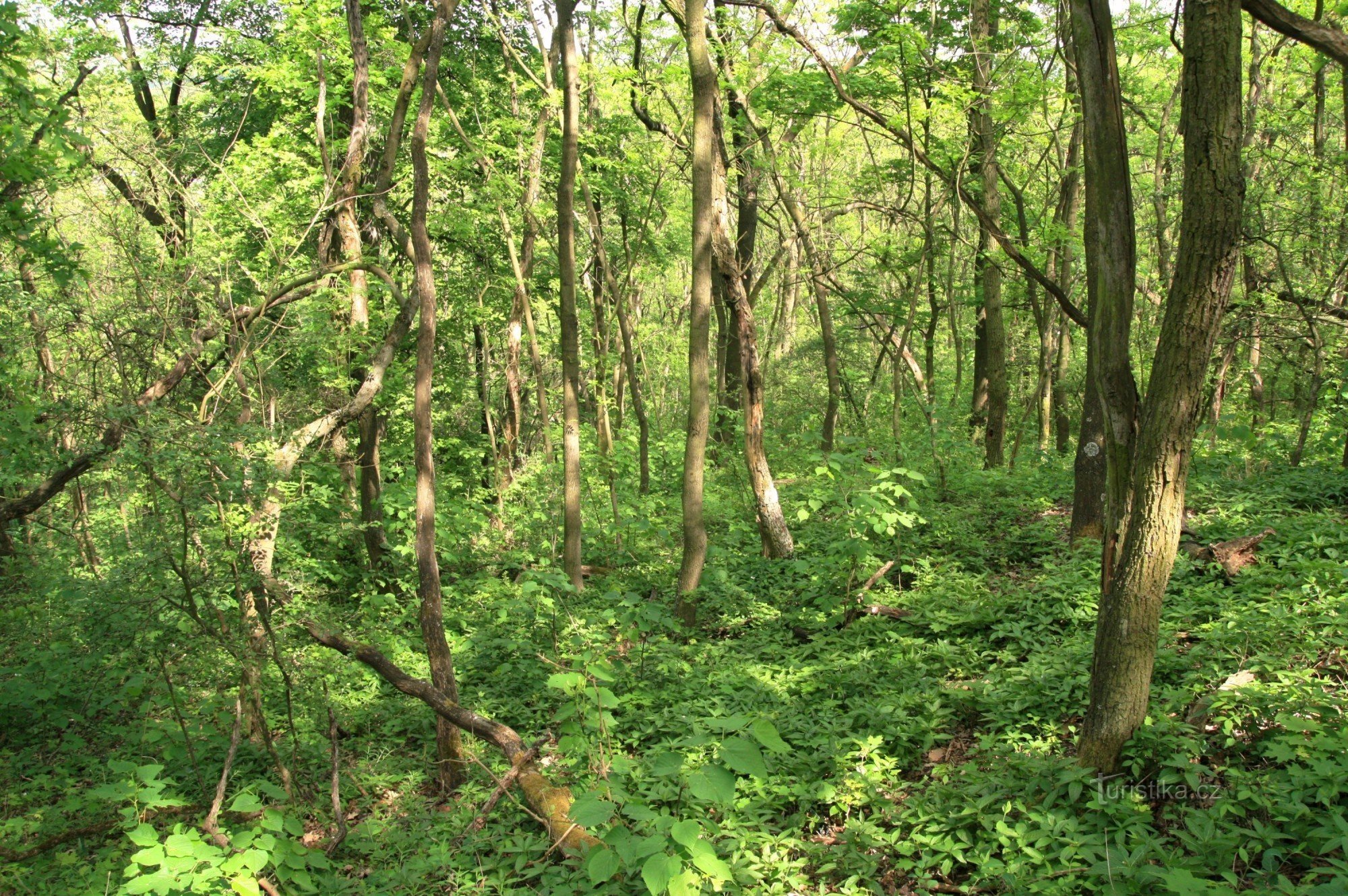 保護区の北斜面の森林被覆