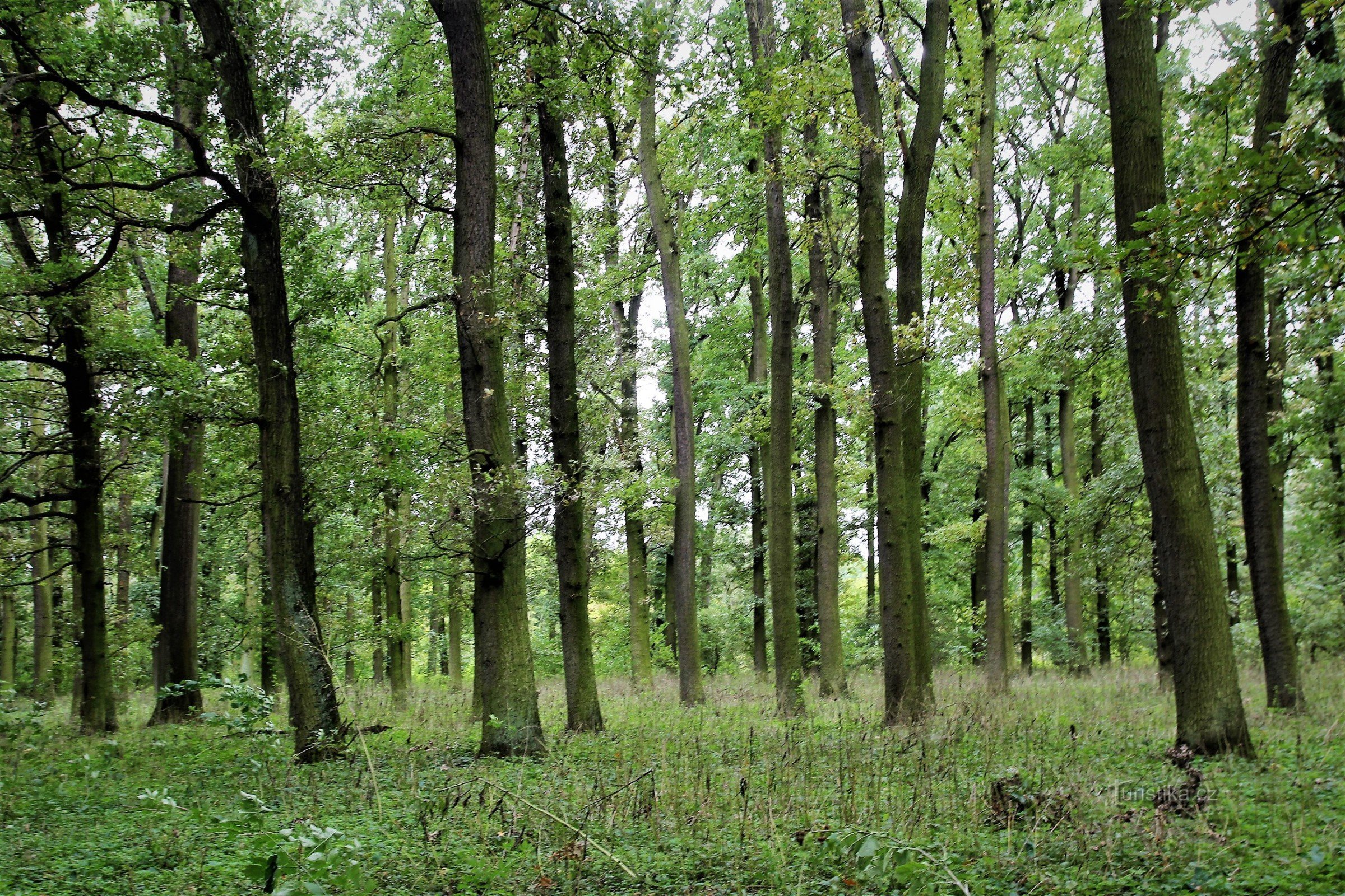 Лесные массивы в Бедржихском лесу