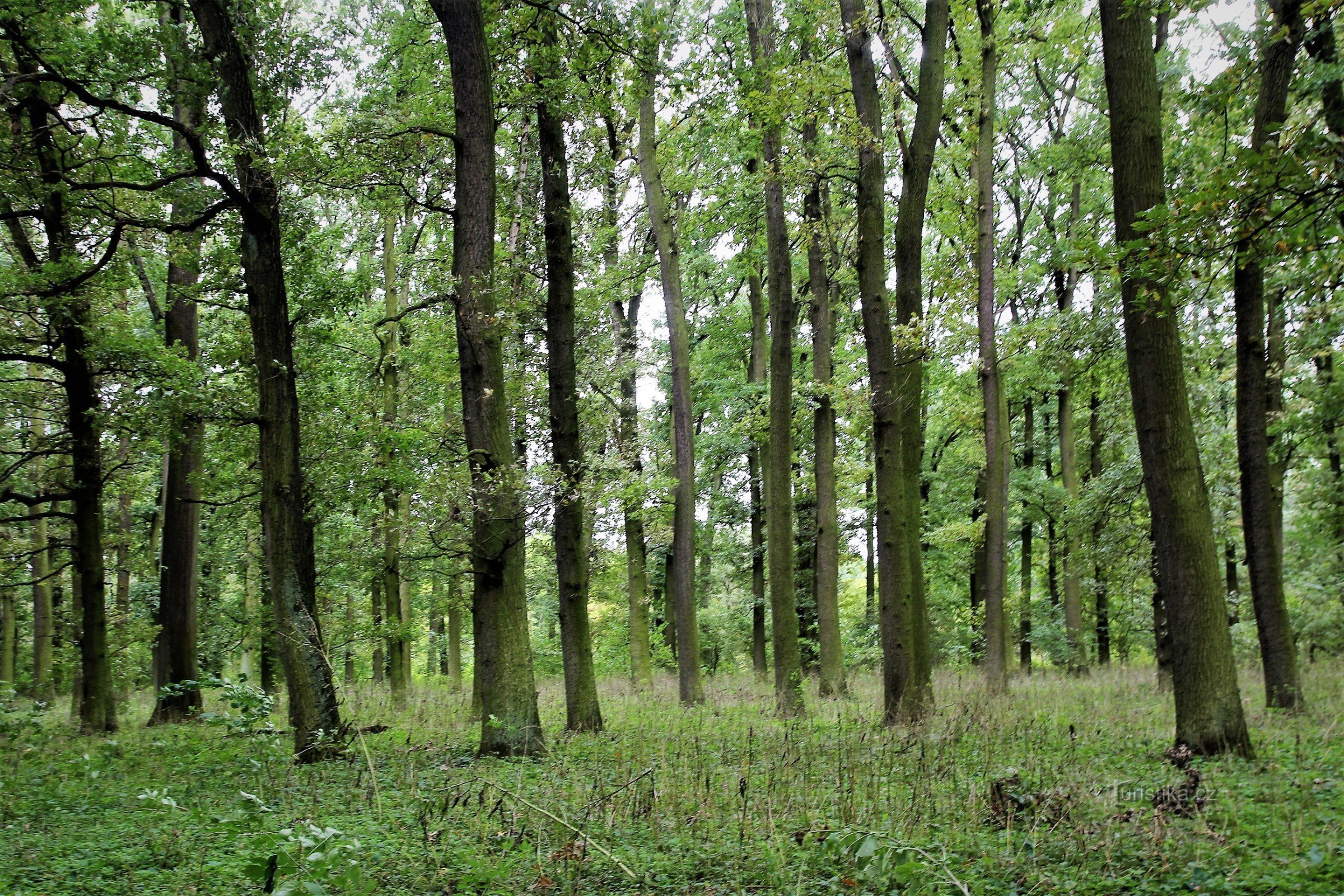 Skovbevoksninger i Bedřichov les