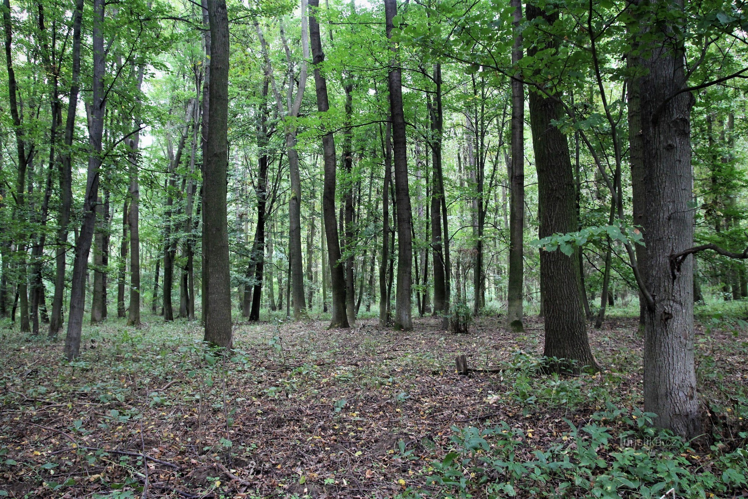 A floresta fica em Bedřichov les