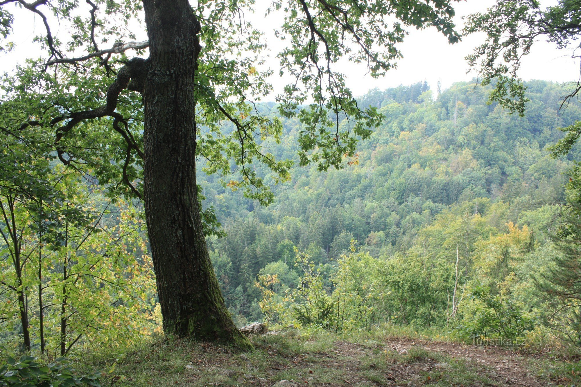 Metsät Koňské spádin läheisyydessä