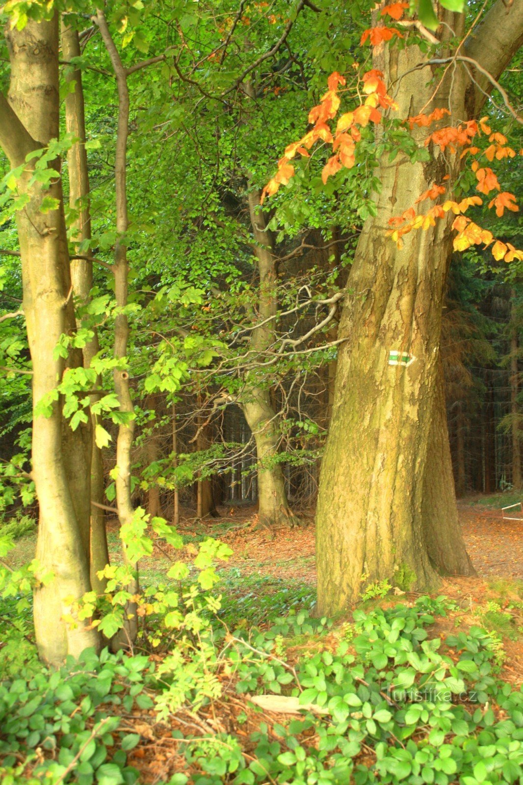 Bossen rond de lente