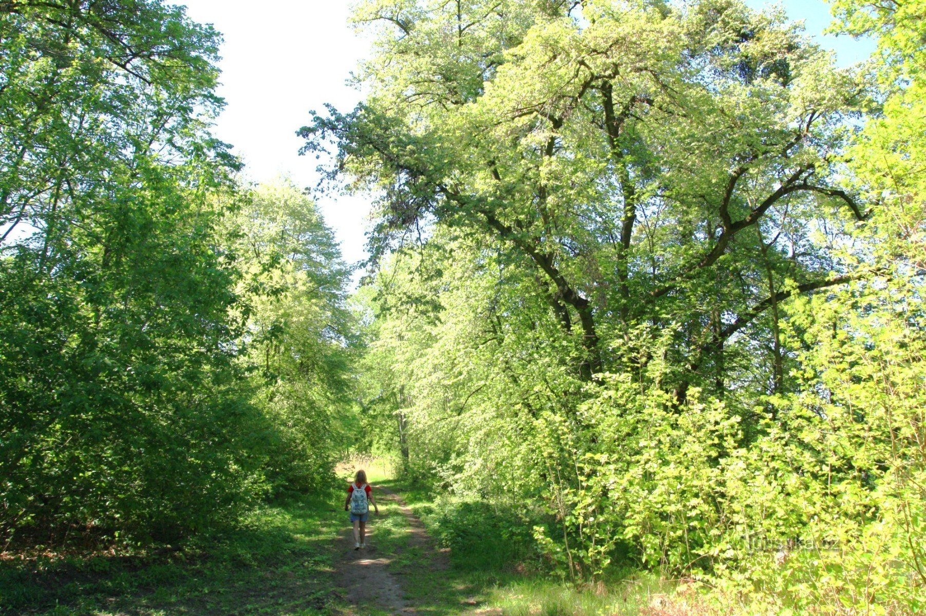 Wald steht im Küstenteil der Teiche