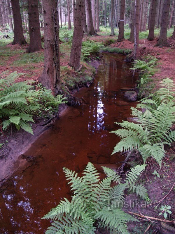 gozdni potok