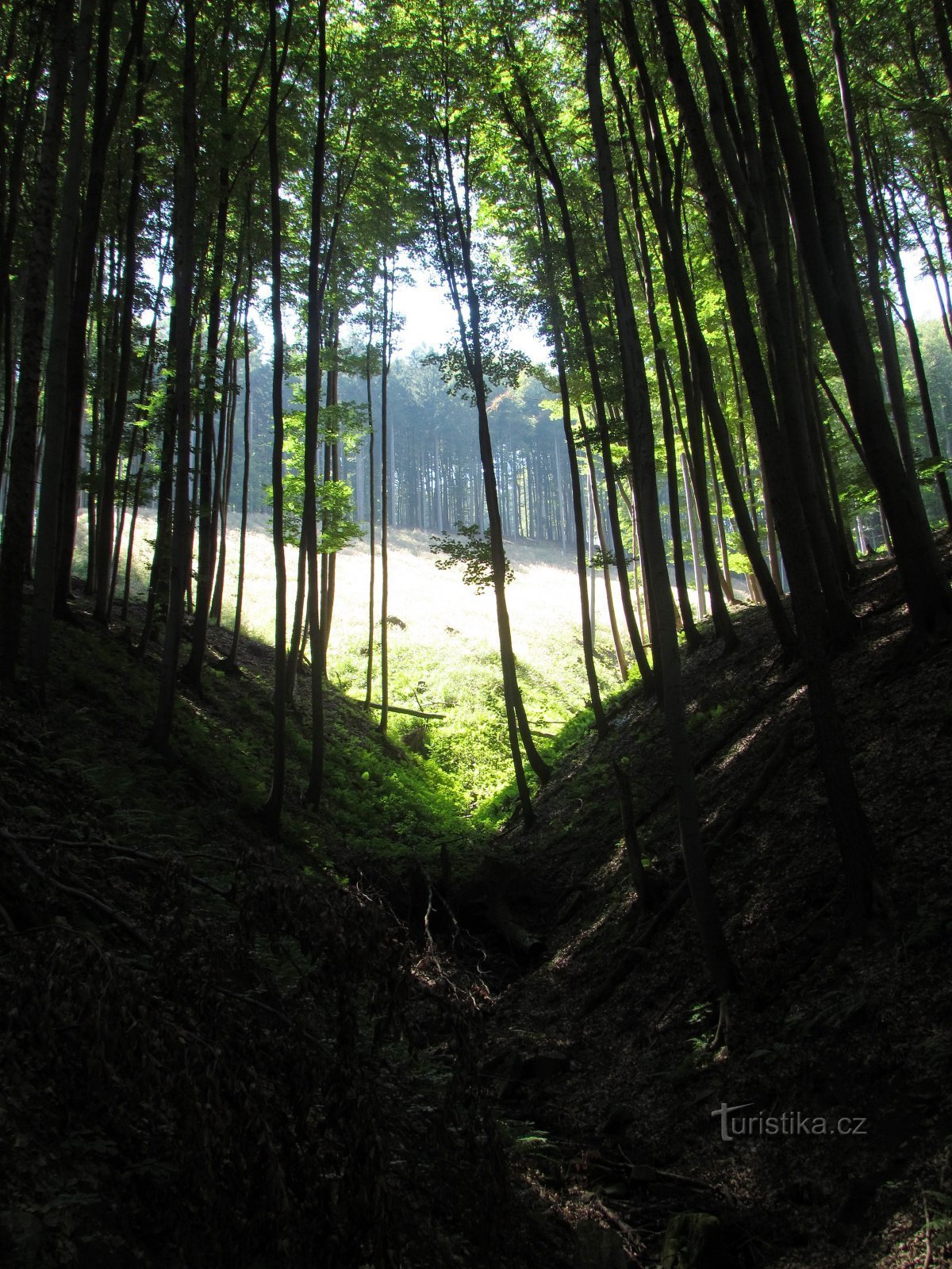 burrone della foresta