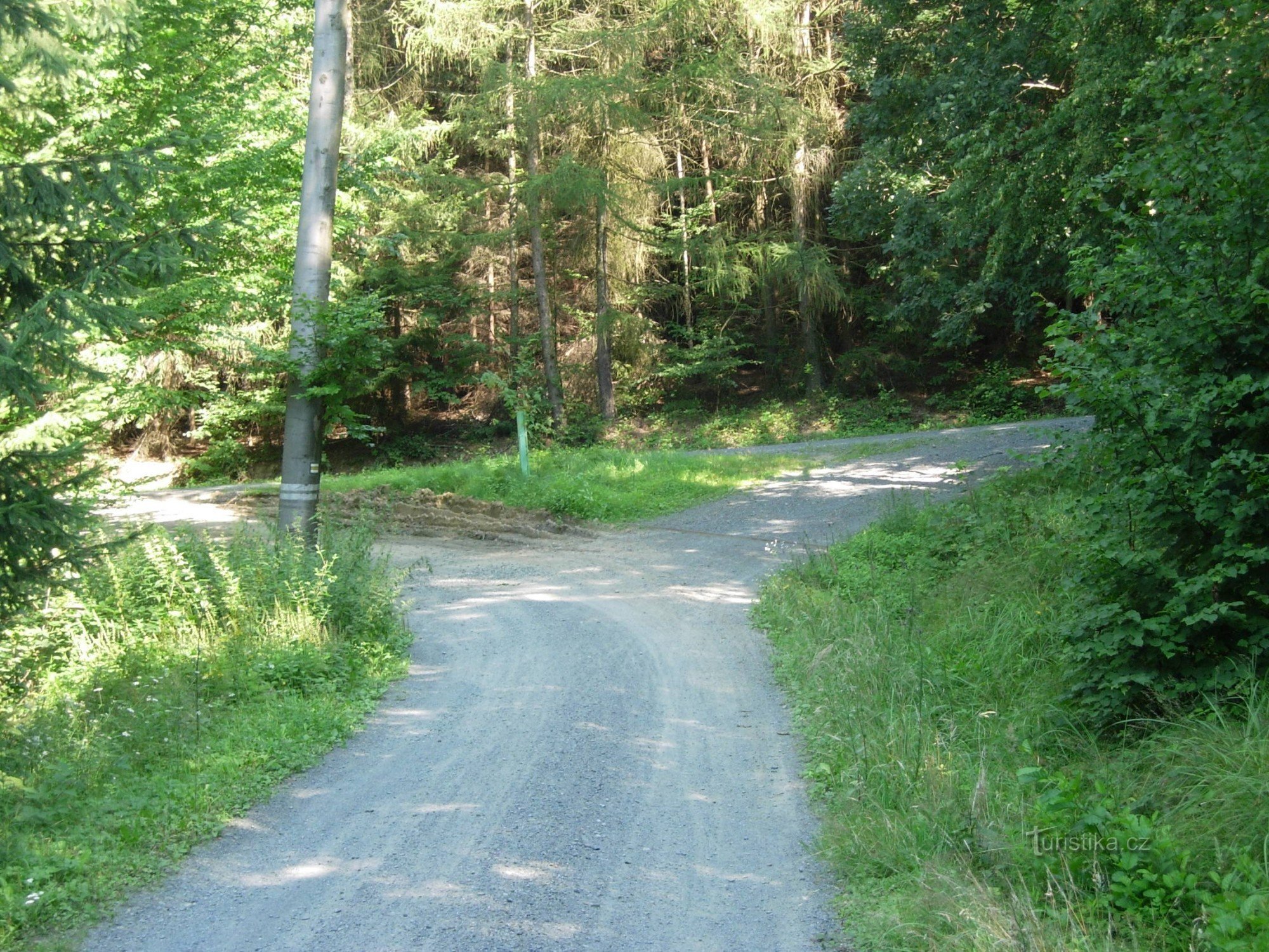 bifurcación del bosque (punto 4 de la ruta)