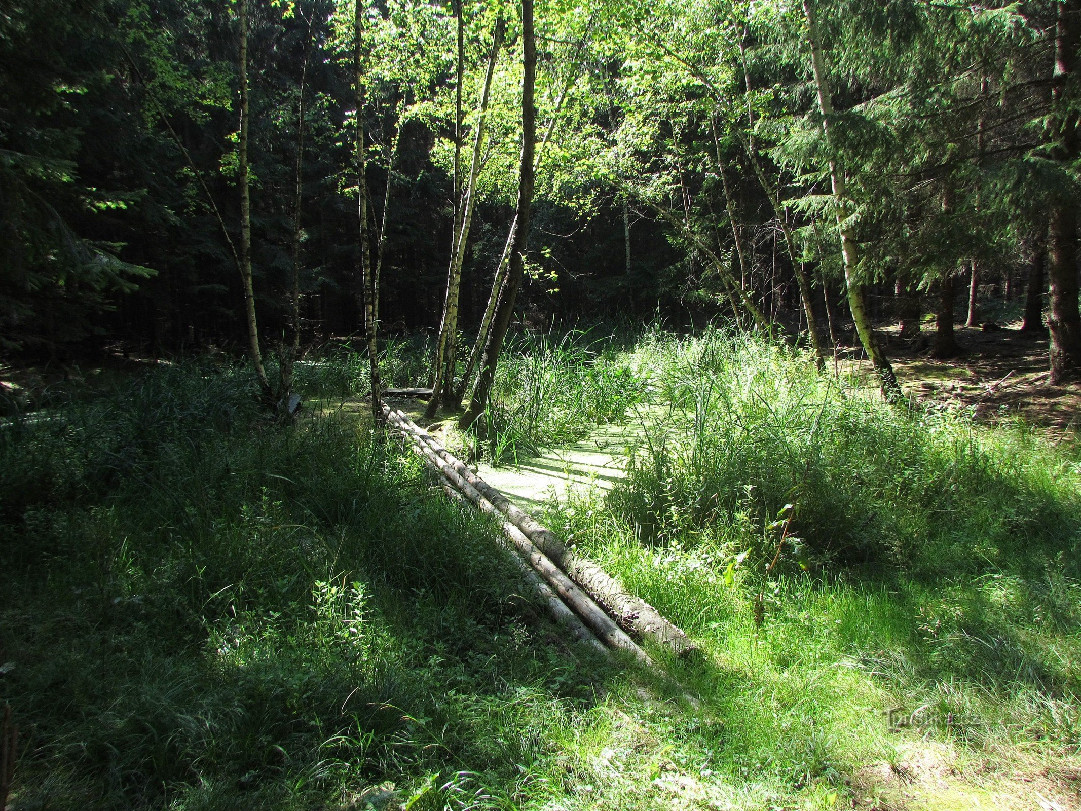 Stagno della foresta di pervinca