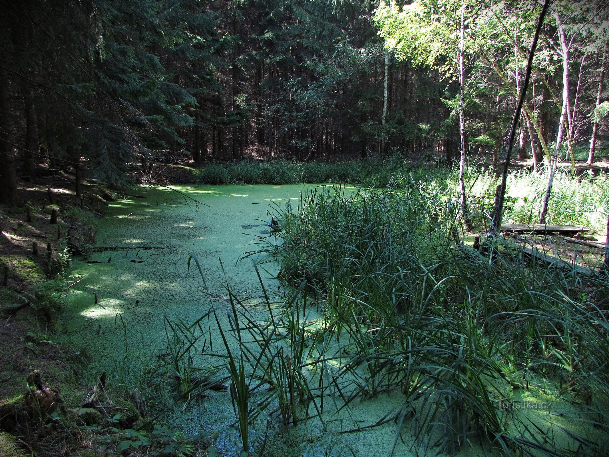 ツルニチニチソウの森の池
