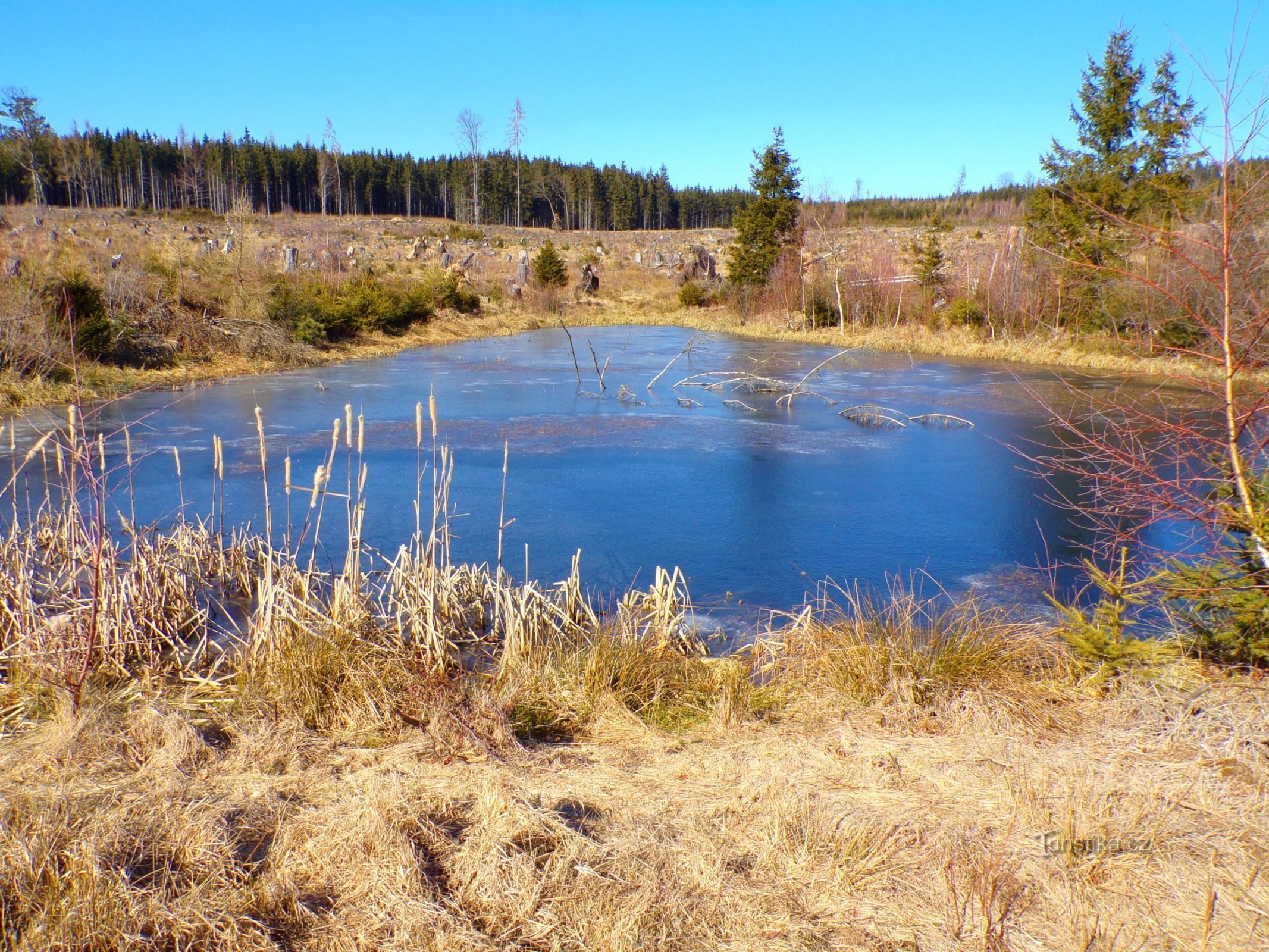 Lesní rybníček nad Chmelařovým rybníkem (Mezilečí, 8.3.2022)