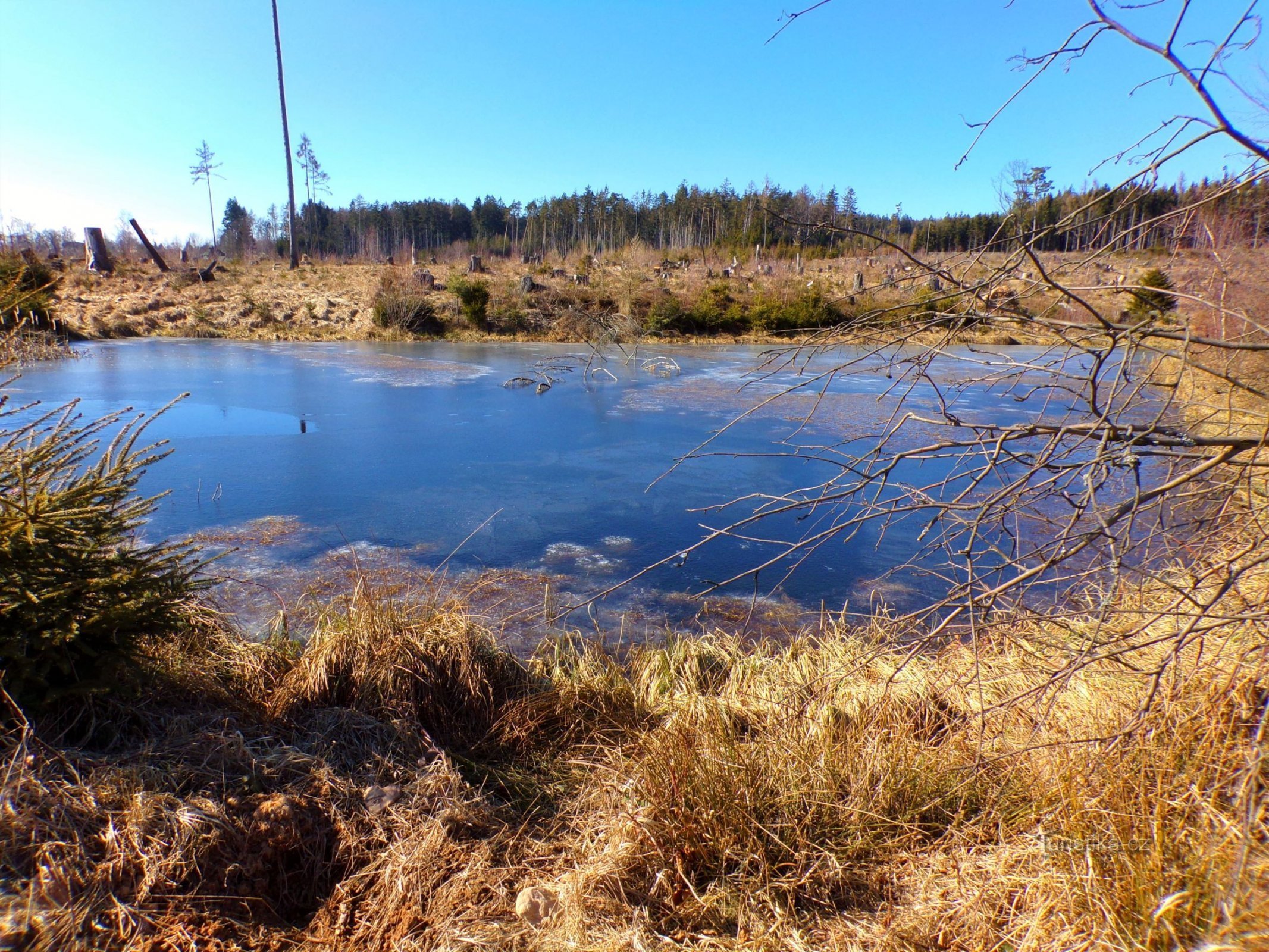 Gozdni ribnik nad ribnikom Chmelařým (Mezilečí, 8.3.2022. XNUMX. XNUMX)