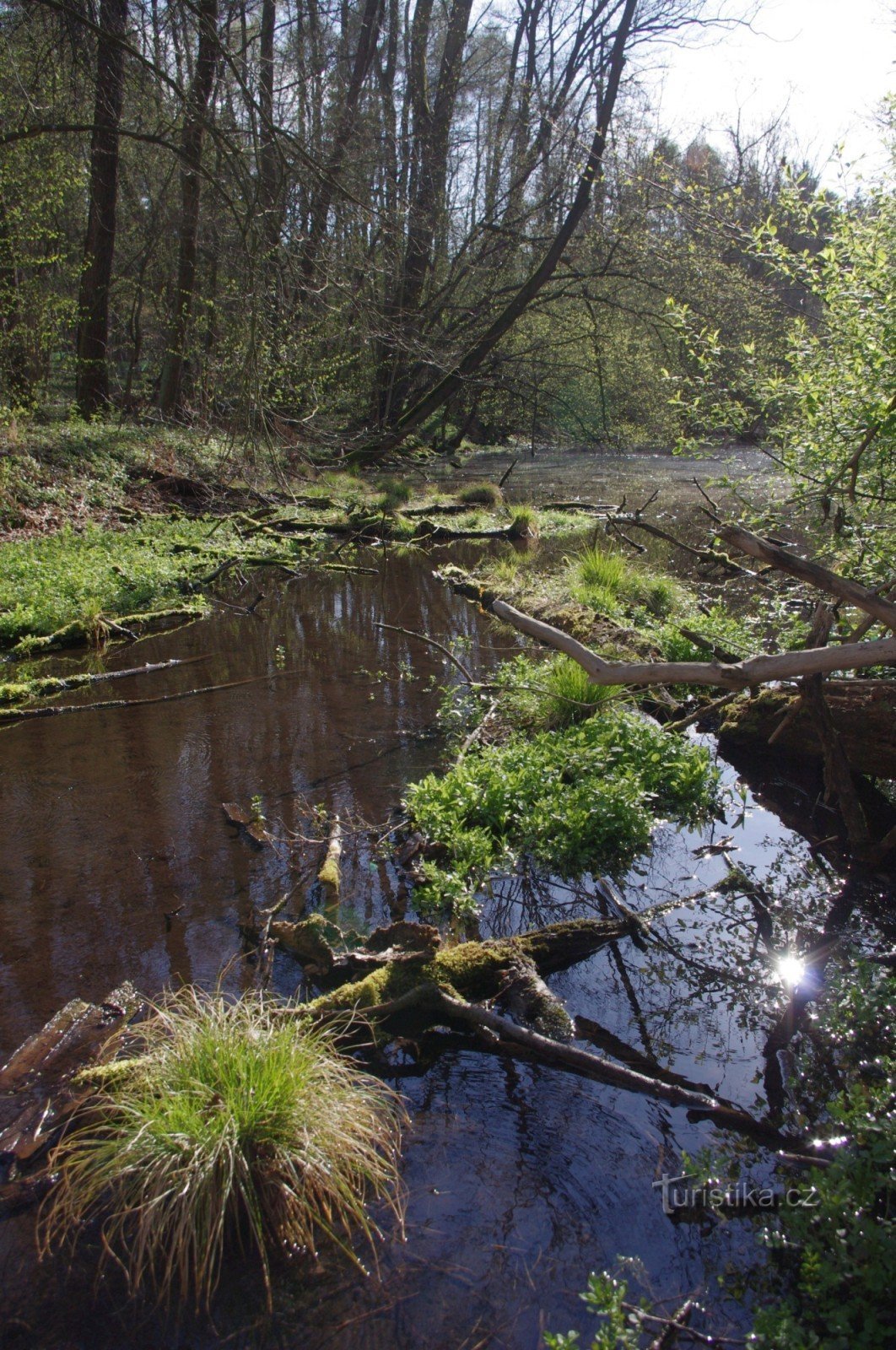 Leśny staw l