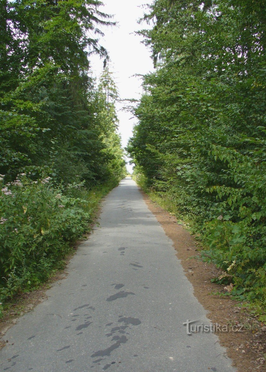 Waldweg nach Ríšová gut