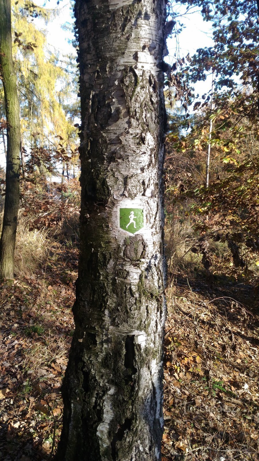 Sentiero nel bosco - GreenRunner