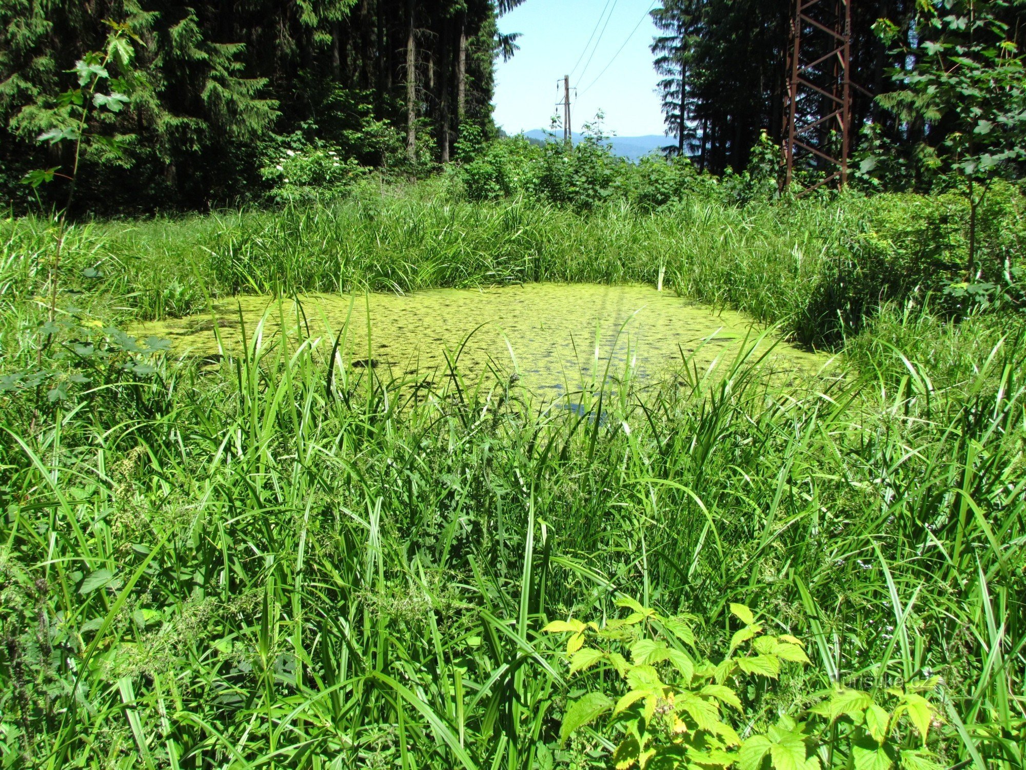 Waldteich - früher die Heimat der Drachen und heute der Frösche