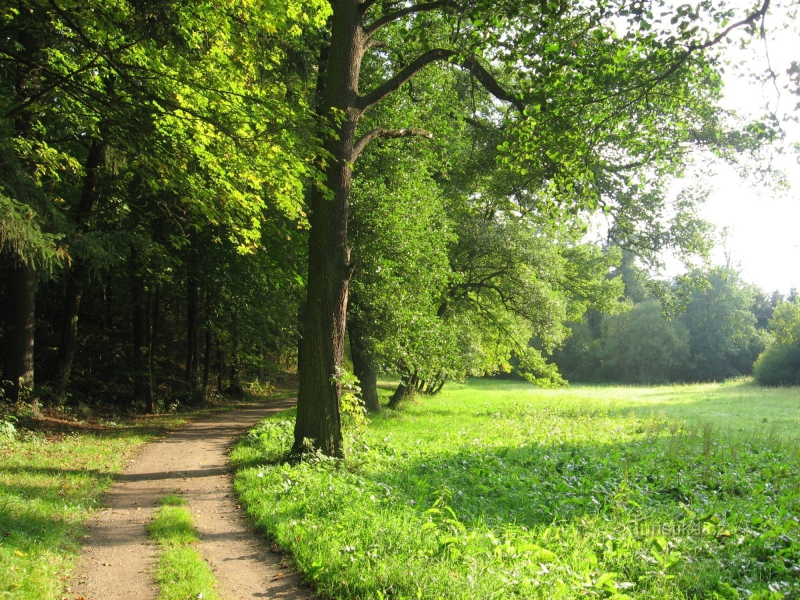 Parc forestier de Hamerky