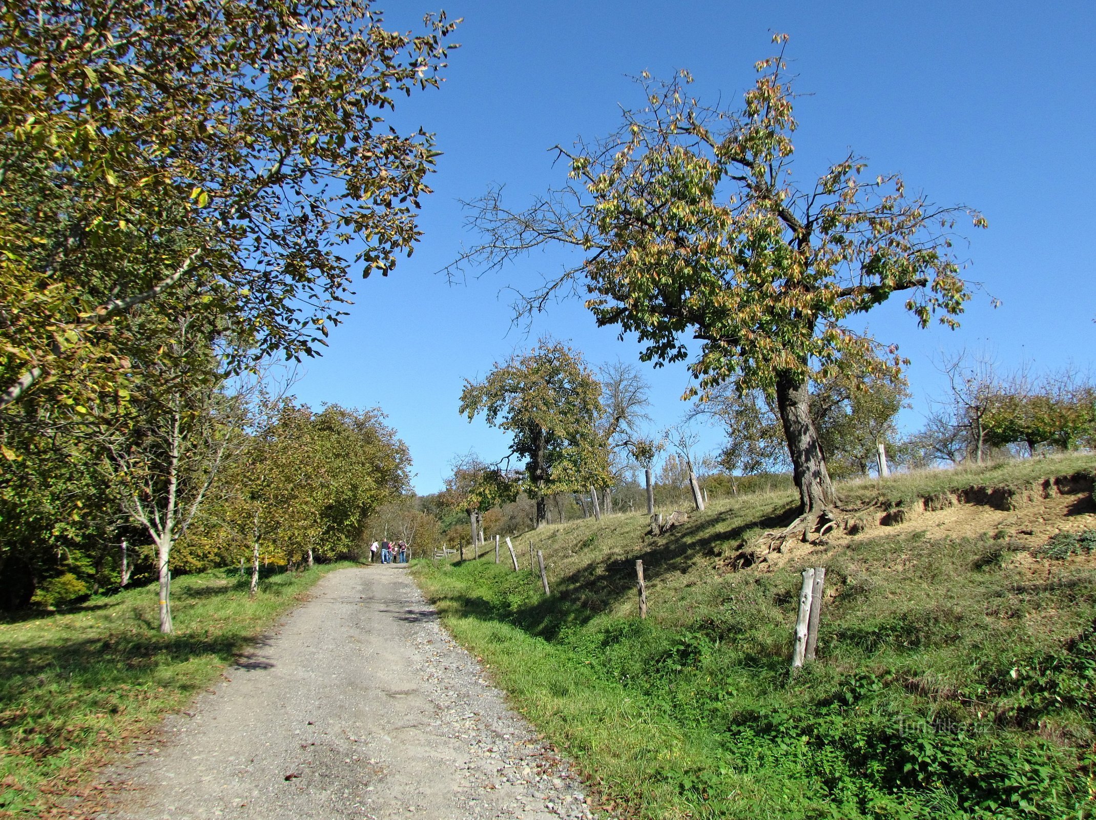 Parque forestal en Juré