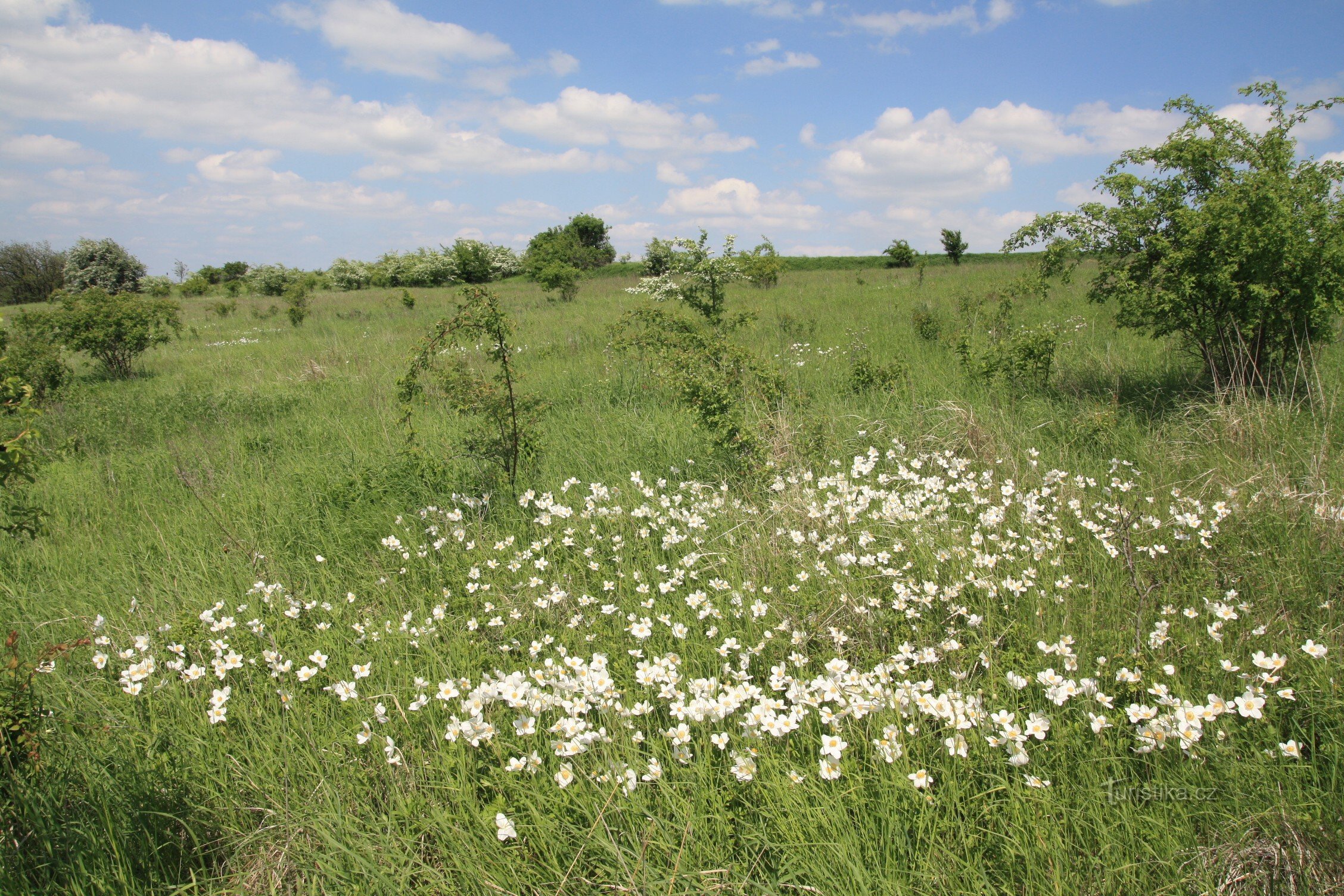 Forest-steppe slopes at Výhon