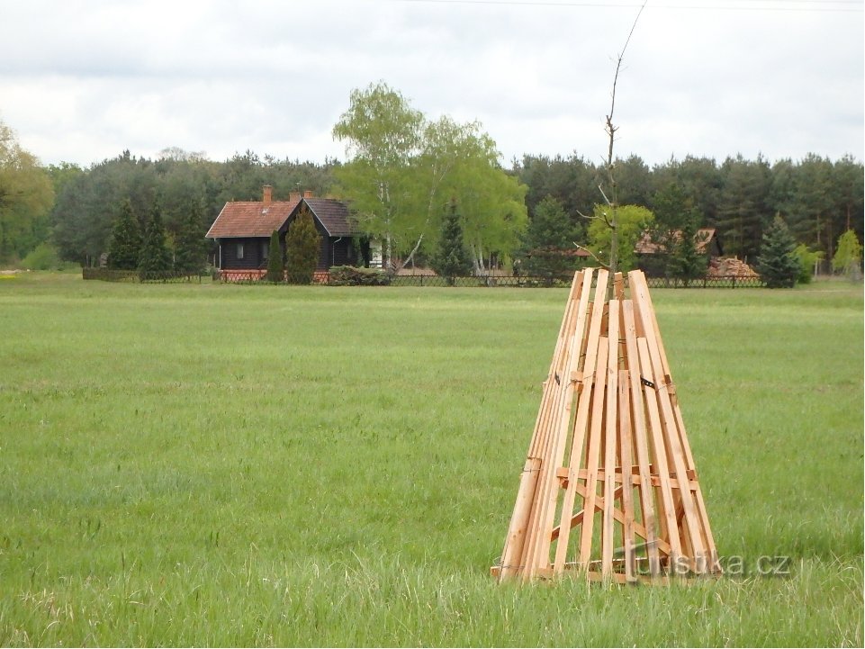 Skove i Tjekkiet