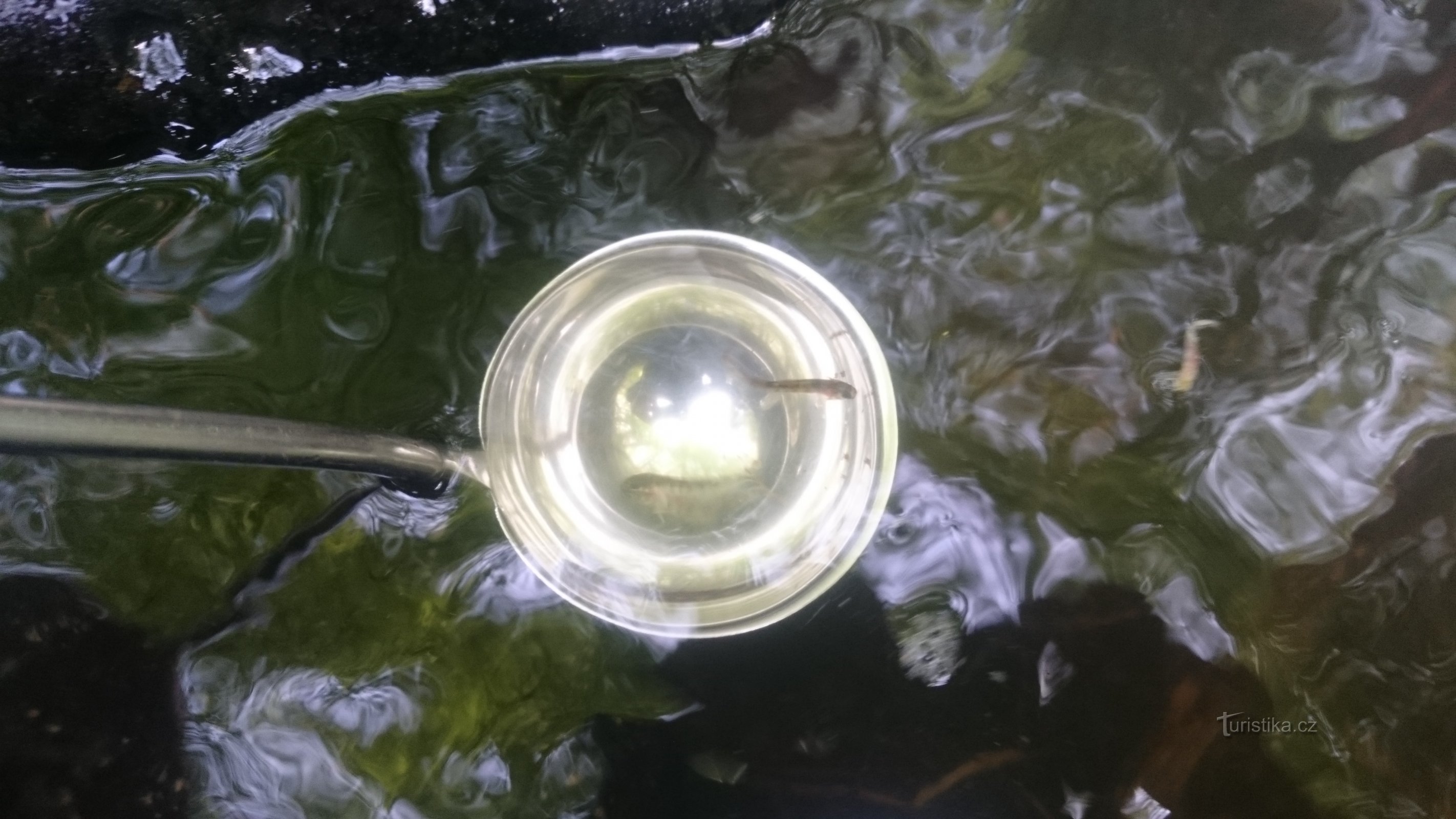 The forests of the Czech Republic have been returning trout to the Jizera Mountains streams for the thirteenth spring