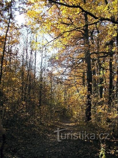 Pădurile din Hádecké Planinka